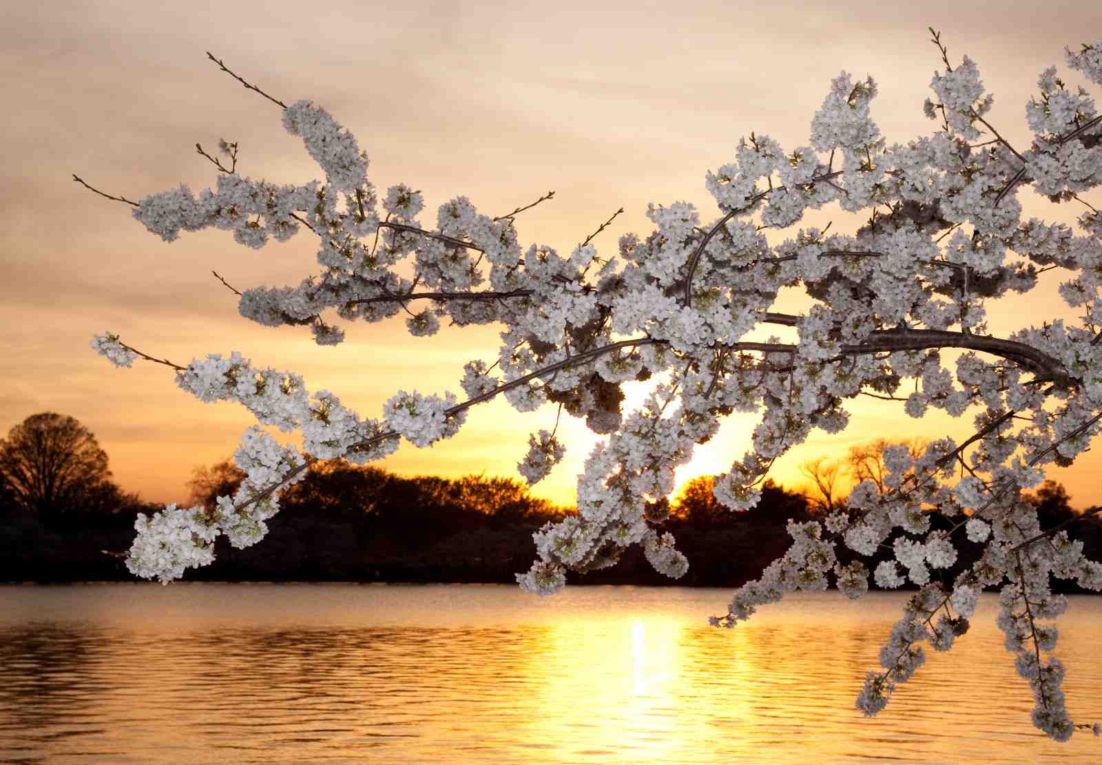 Serene Cherry Blossom Sunset Wall Art