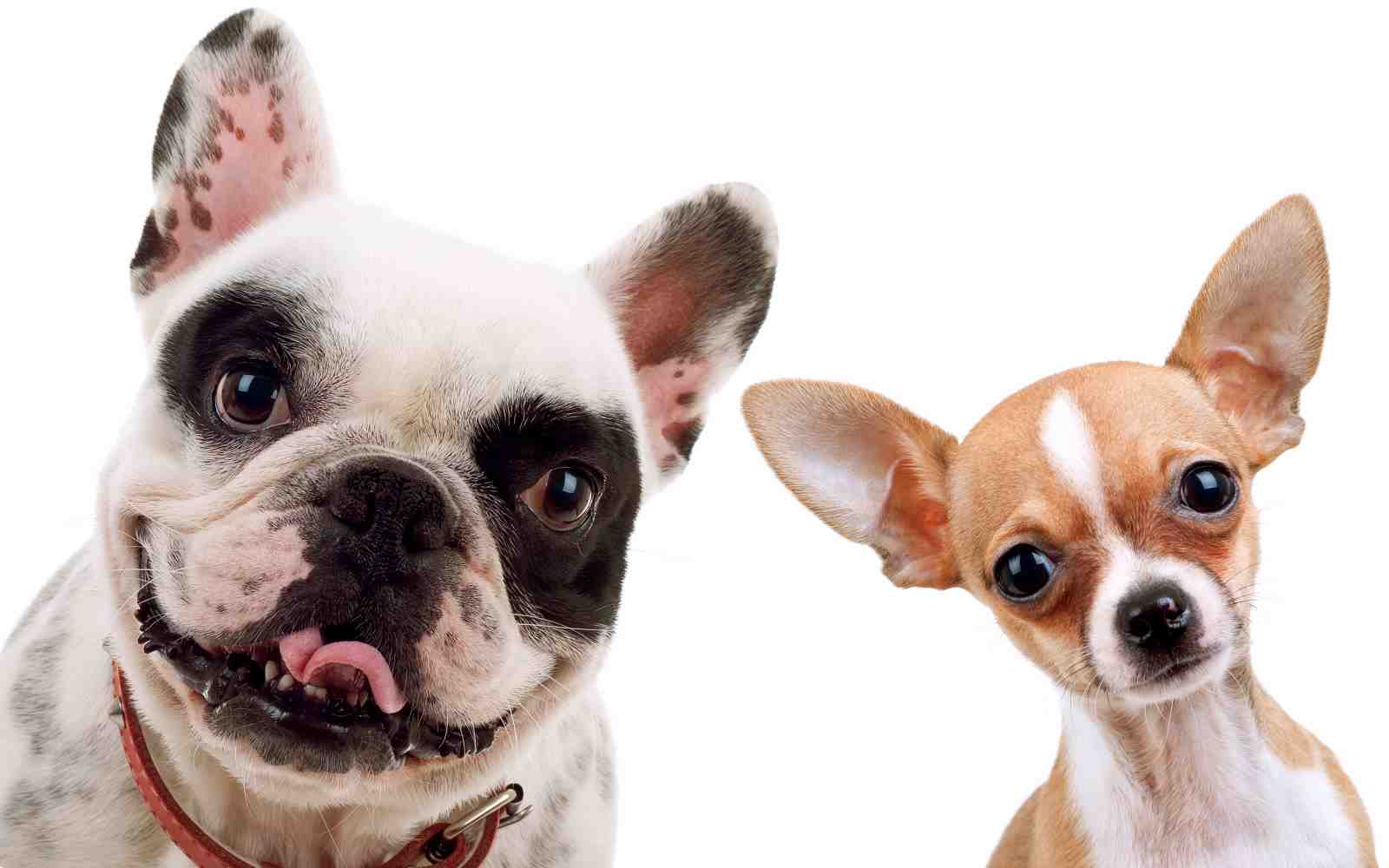 Playful Frenchie & Chihuahua Duo Wall Art