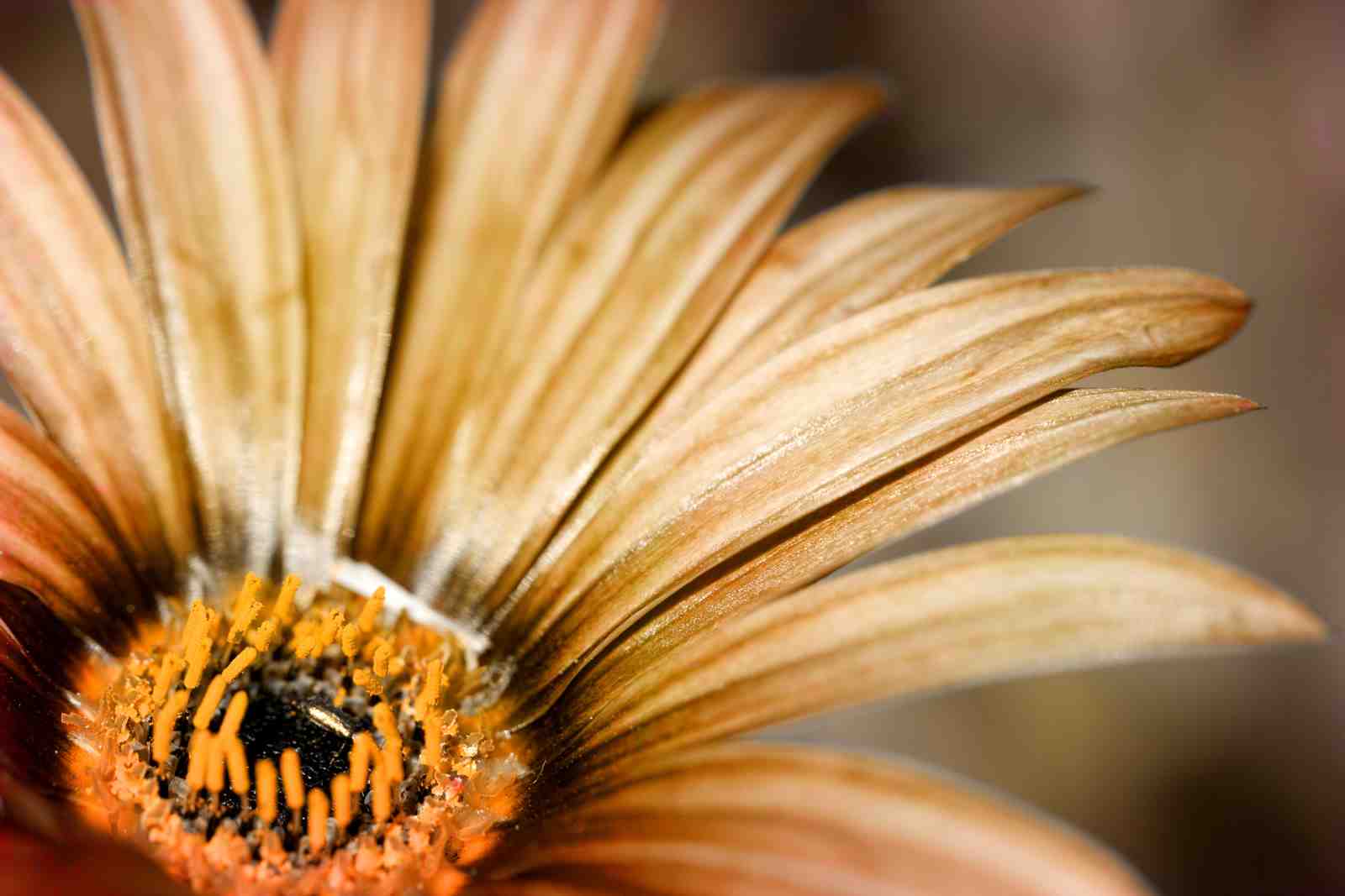 Golden Daisy Macro Art Wall Art