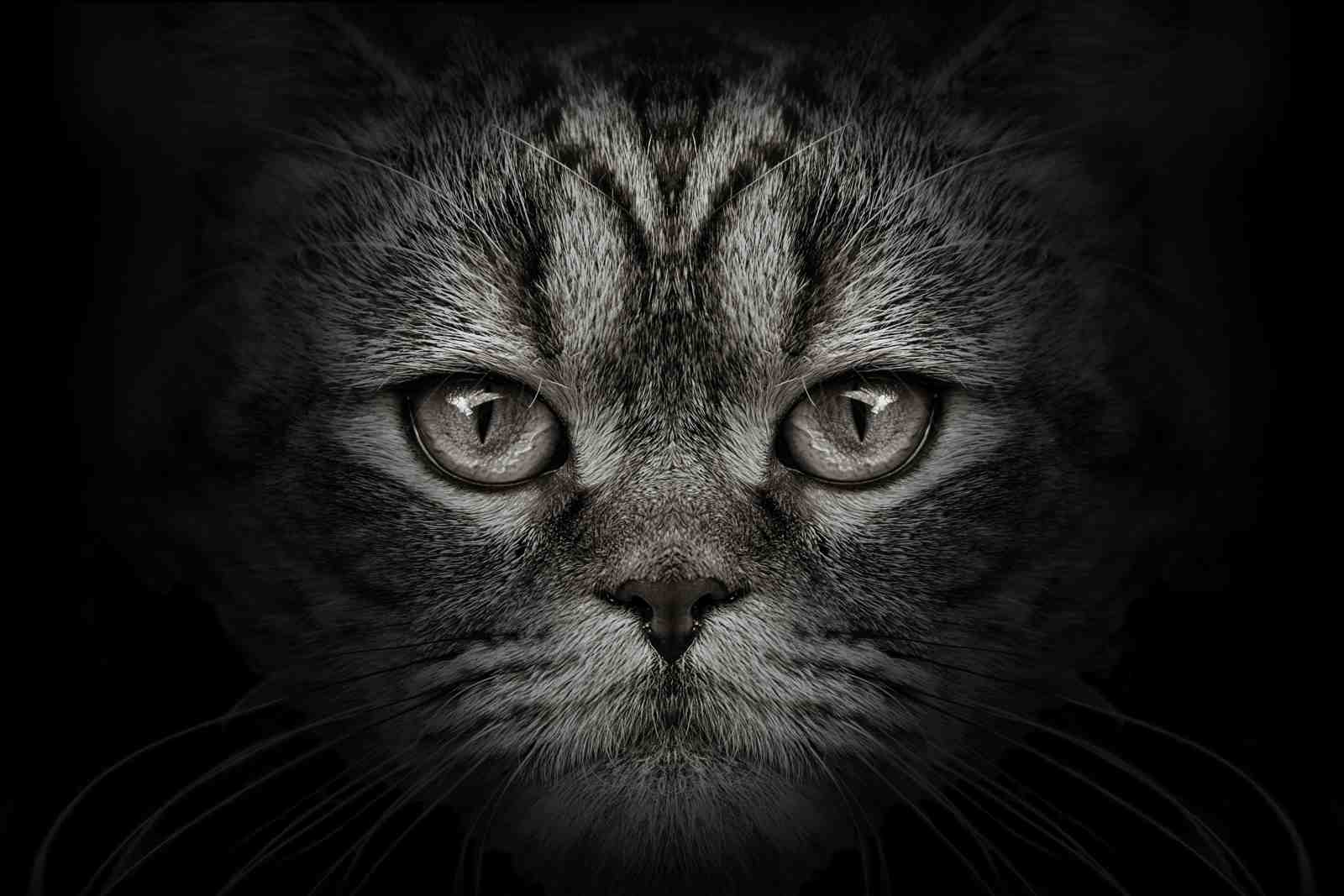 Mystic Feline Eyes Large Wall Art