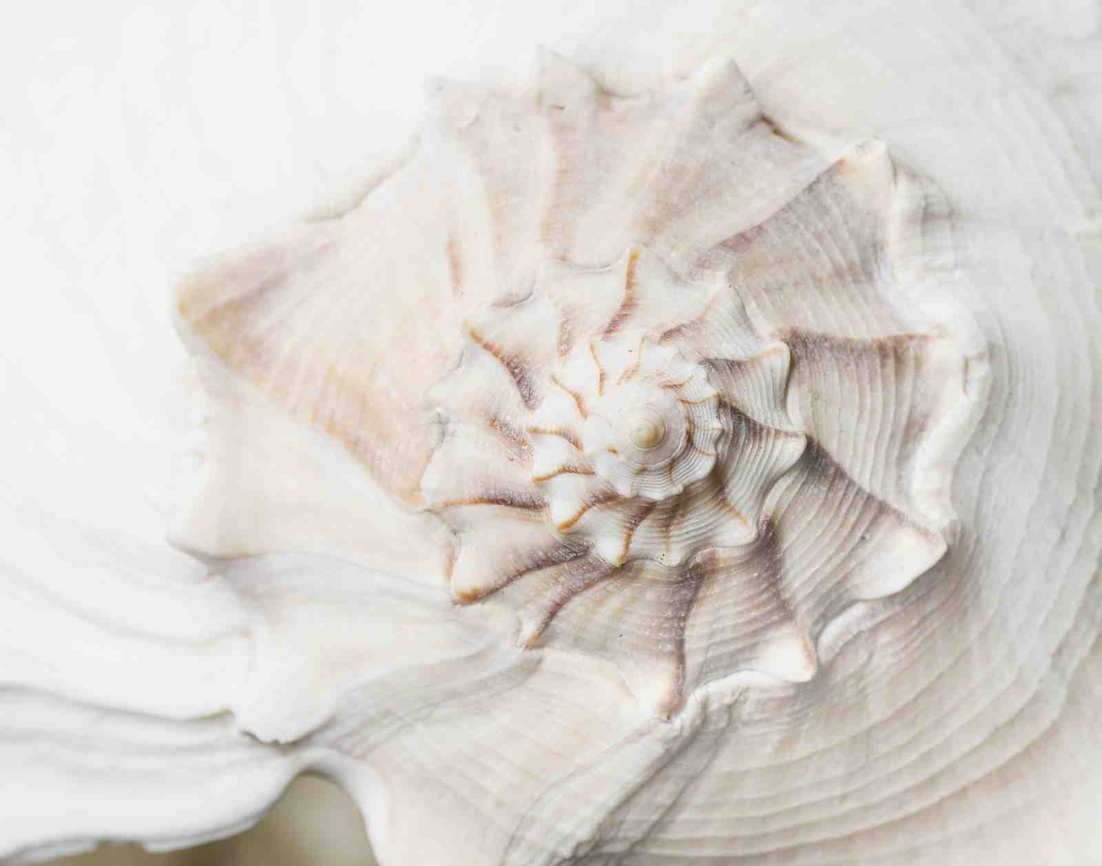 Serene Nautilus Spiral Beach Art Wall Art