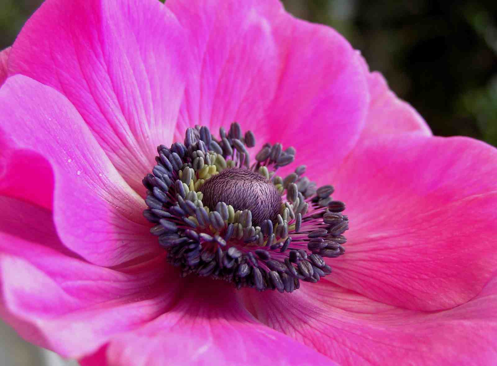 Vibrant Pink Anemone Flower Wall Art