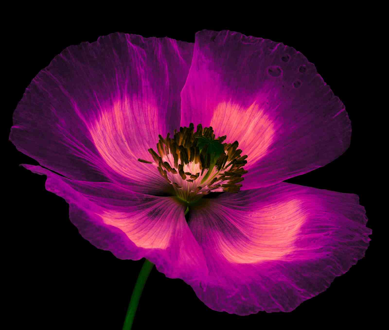Vibrant Magenta Poppy Close-Up Wall Art