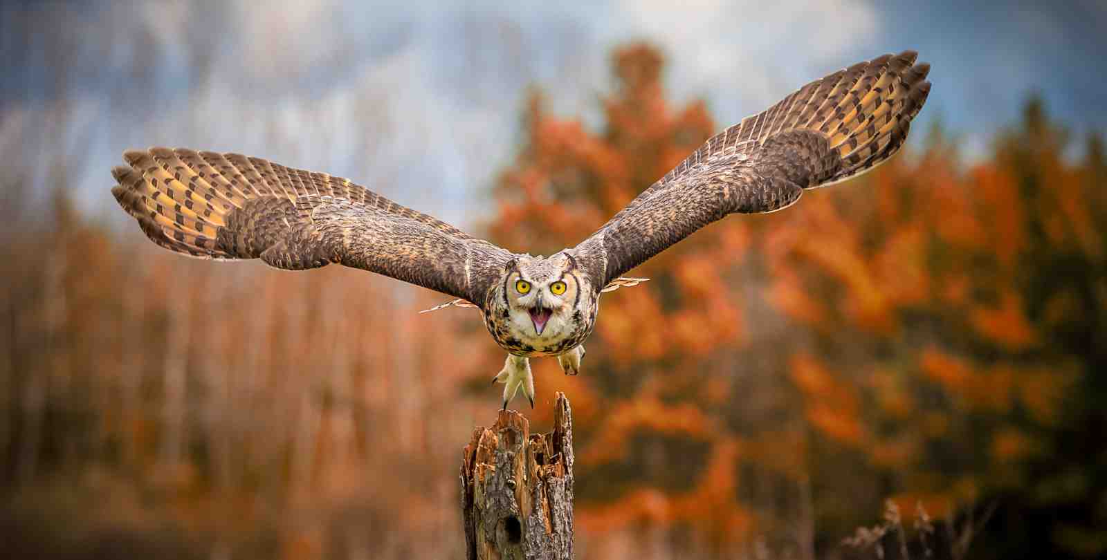 Majestic Owl in Flight Wall Art