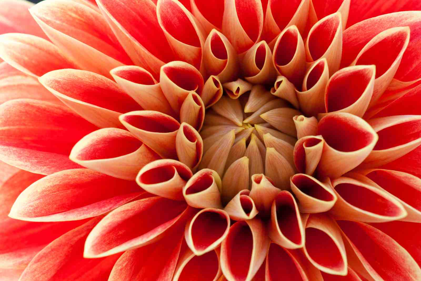Vibrant Red Dahlia Petals Wall Art