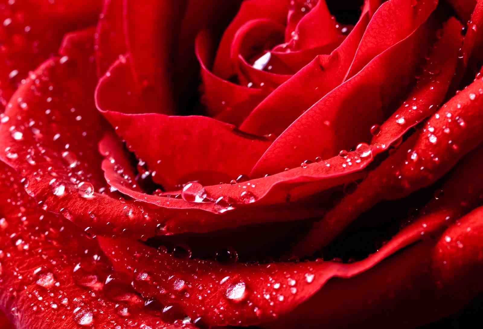 Romantic Red Rose Water Droplets Wall Art