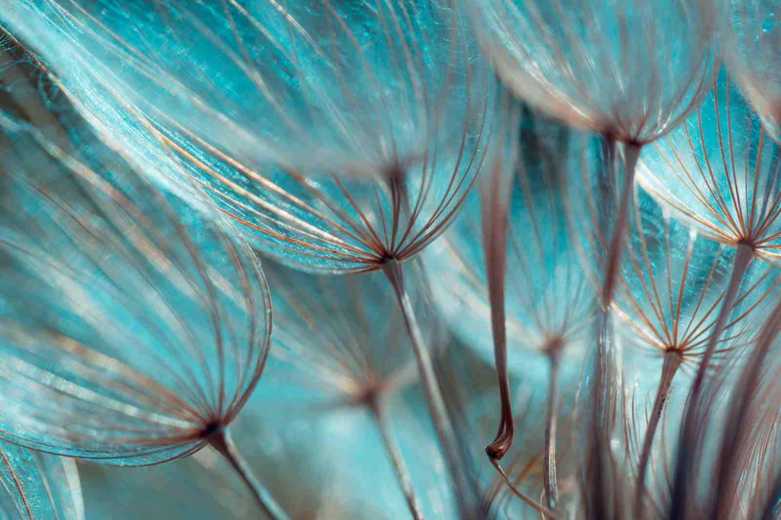 Serene Dandelion Seed Macro Wall Art