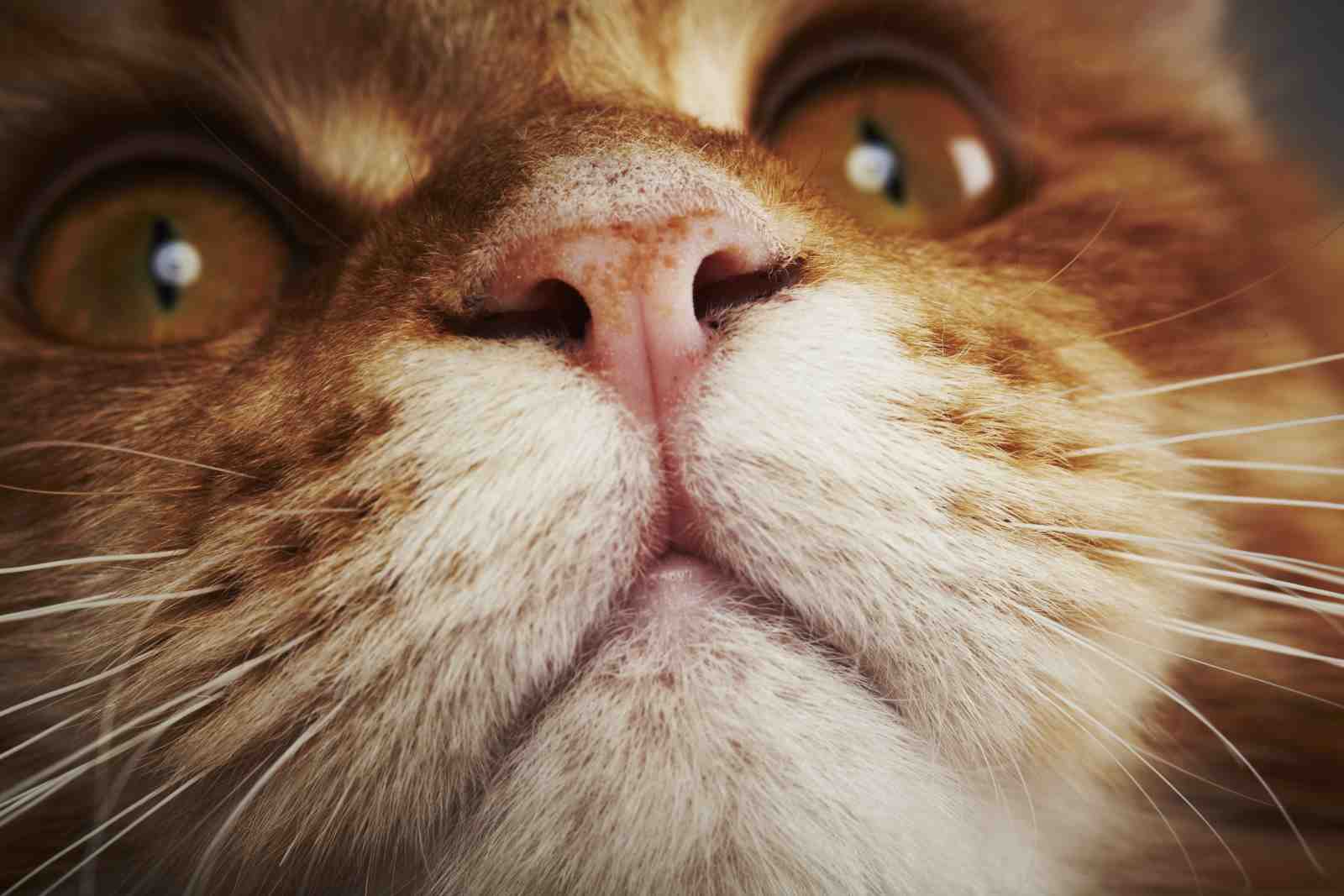 Close-Up Ginger Cat Face Wall Art