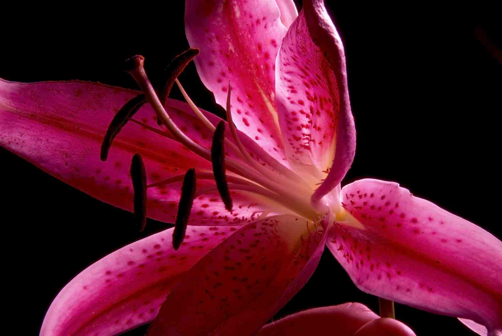 Vibrant Pink Lily Macro Wall Art