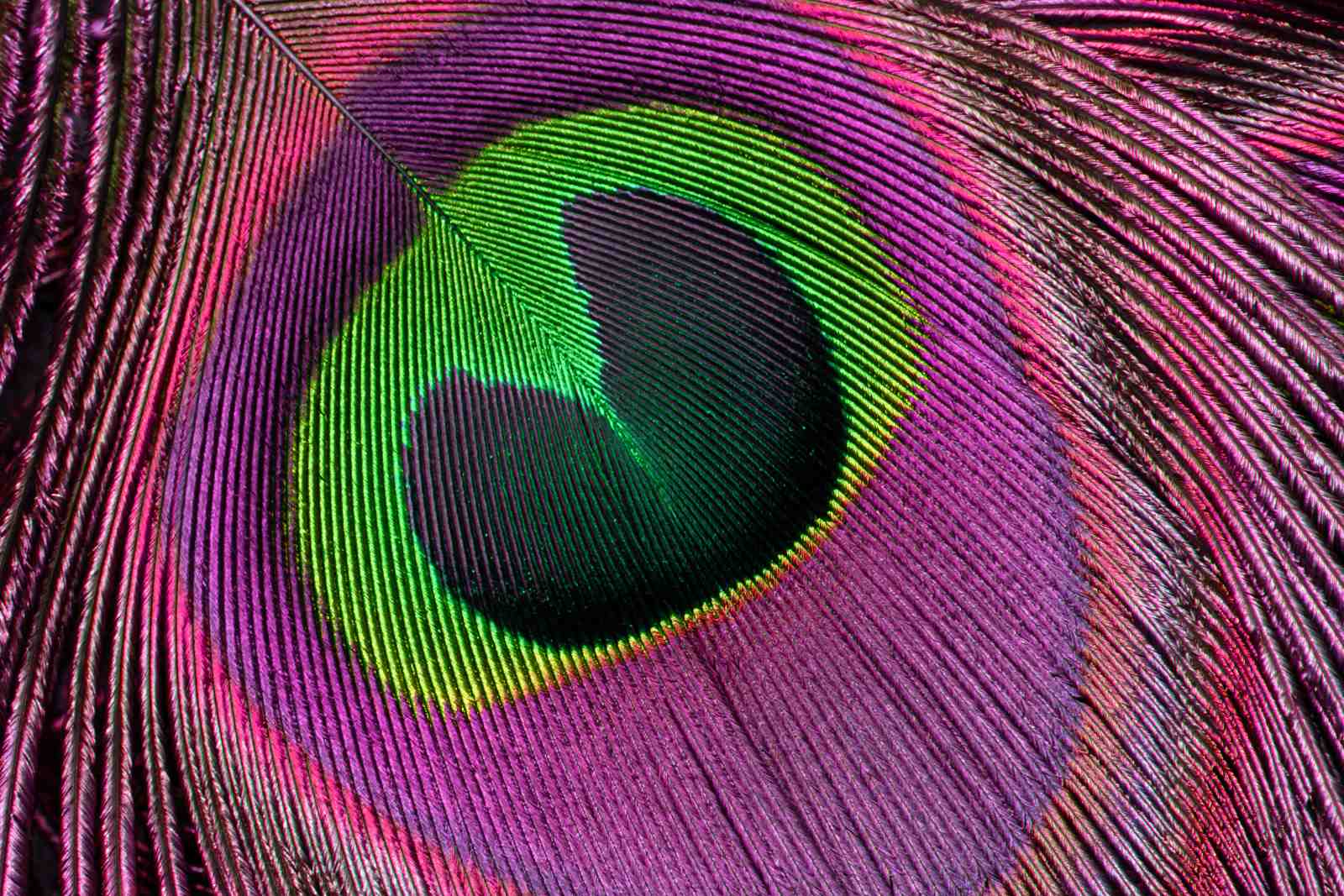 Vibrant Peacock Feather Macro Wall Art