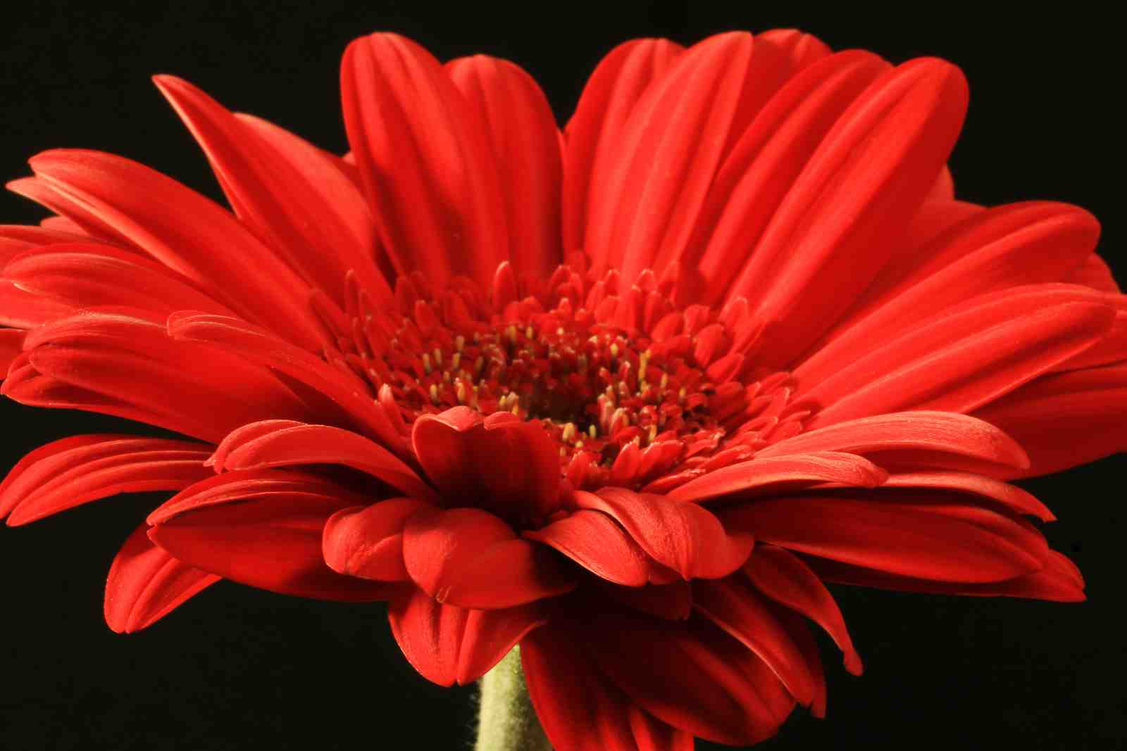 Vibrant Red Gerbera Daisy Close-Up Wall Art