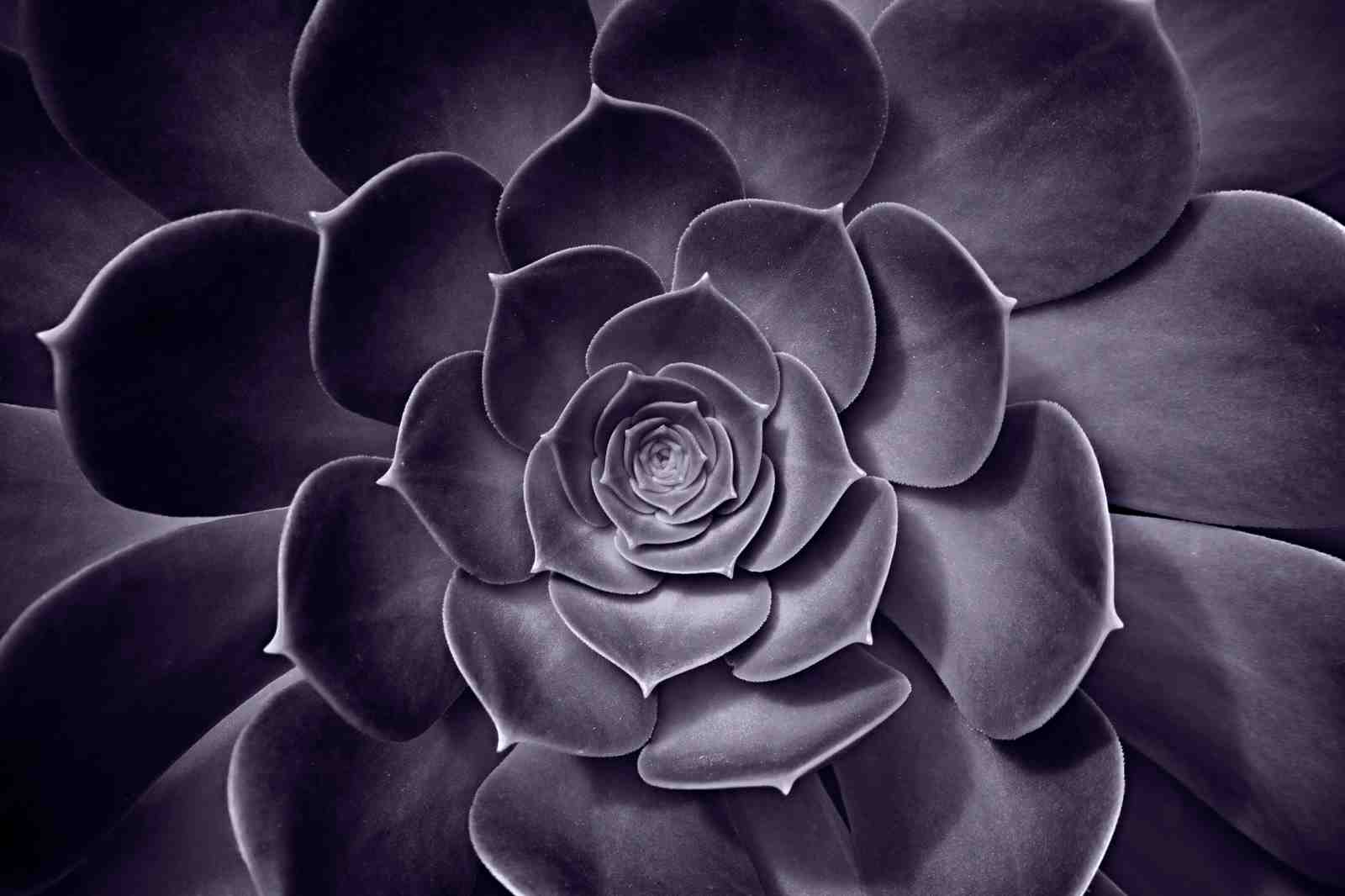 Purple Succulent Close-Up Wall Art
