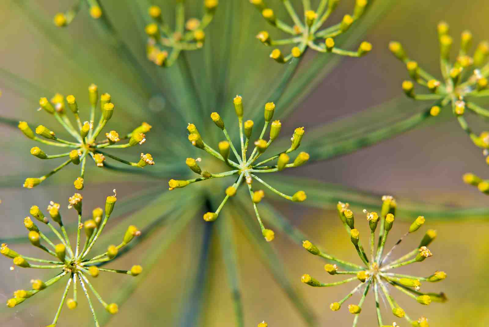 Vibrant Dill Flower Umbel Wall Art