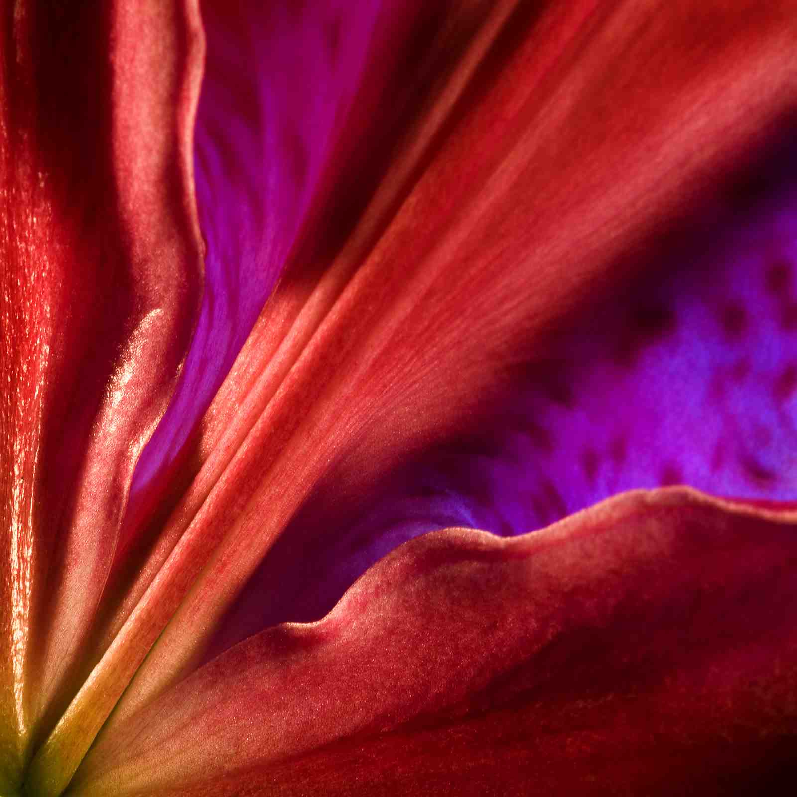 Vibrant Lily Petal Close-Up Wall Art