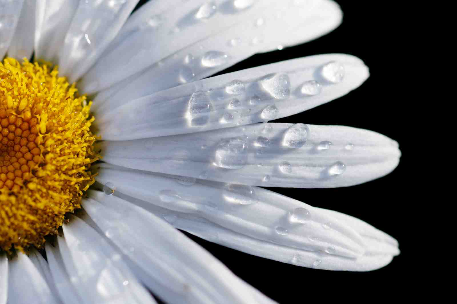 Dewy Daisy Petal Close-up Wall Art