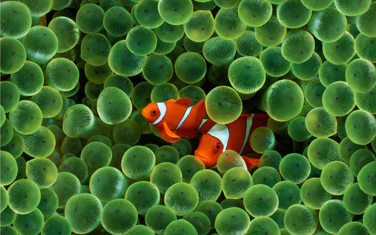 Vibrant Clownfish Anemone Garden Wall Art
