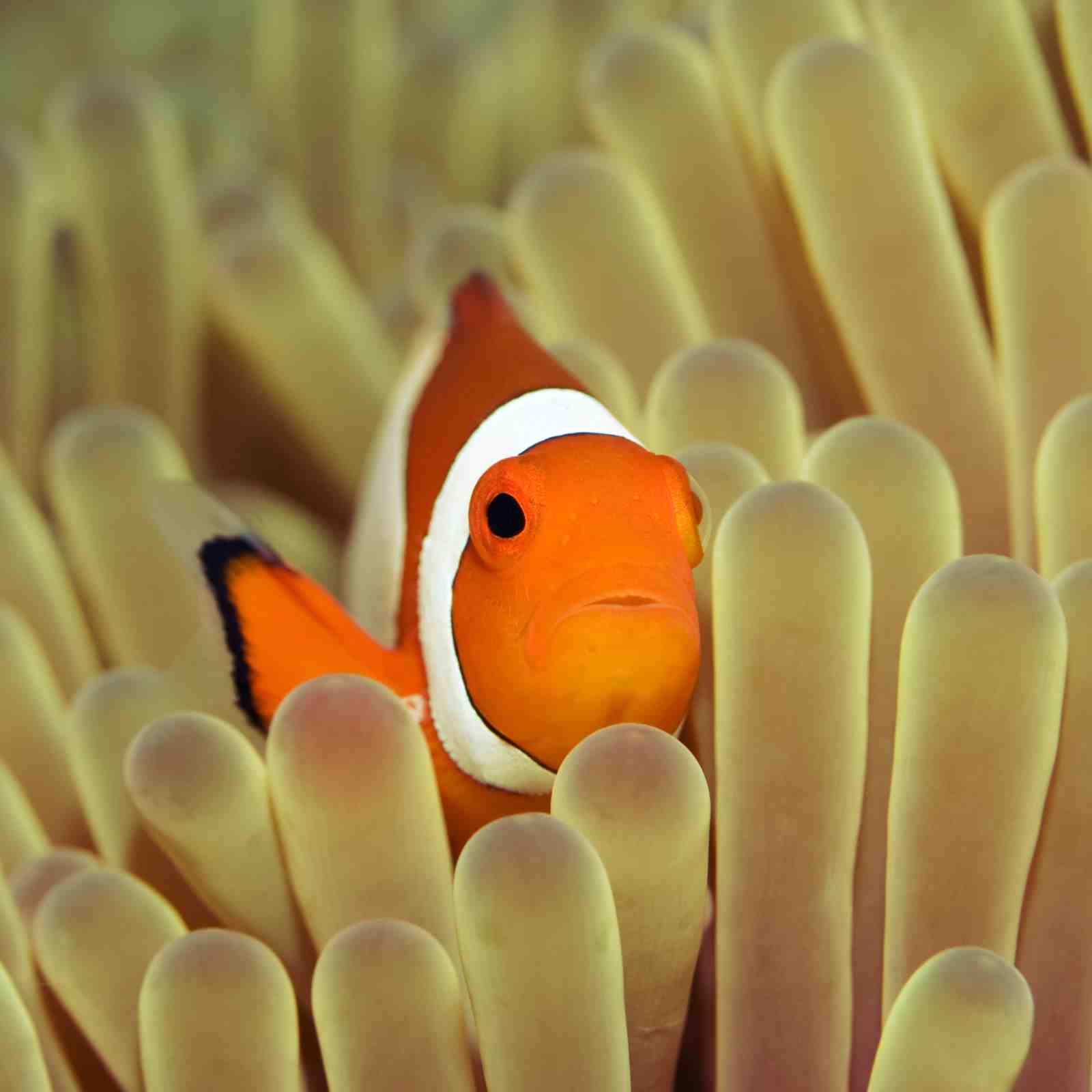 Vibrant Clownfish in Anemone Wall Art