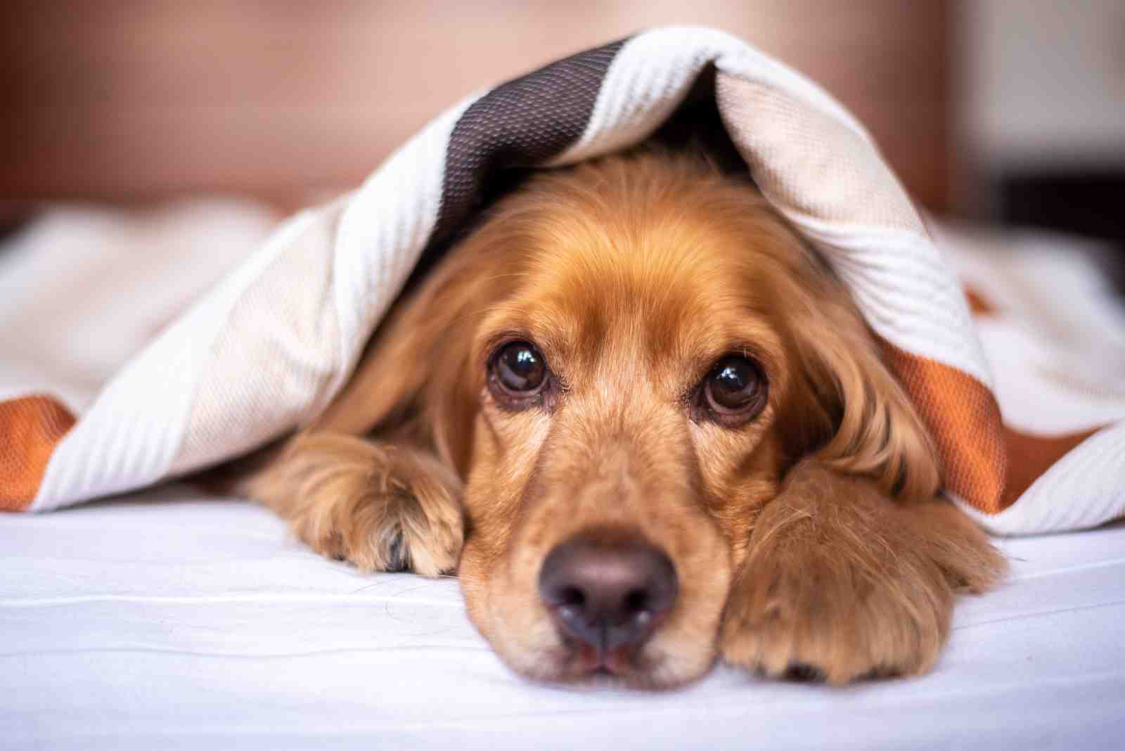 Cozy Dog Under Blanket Wall Art Art