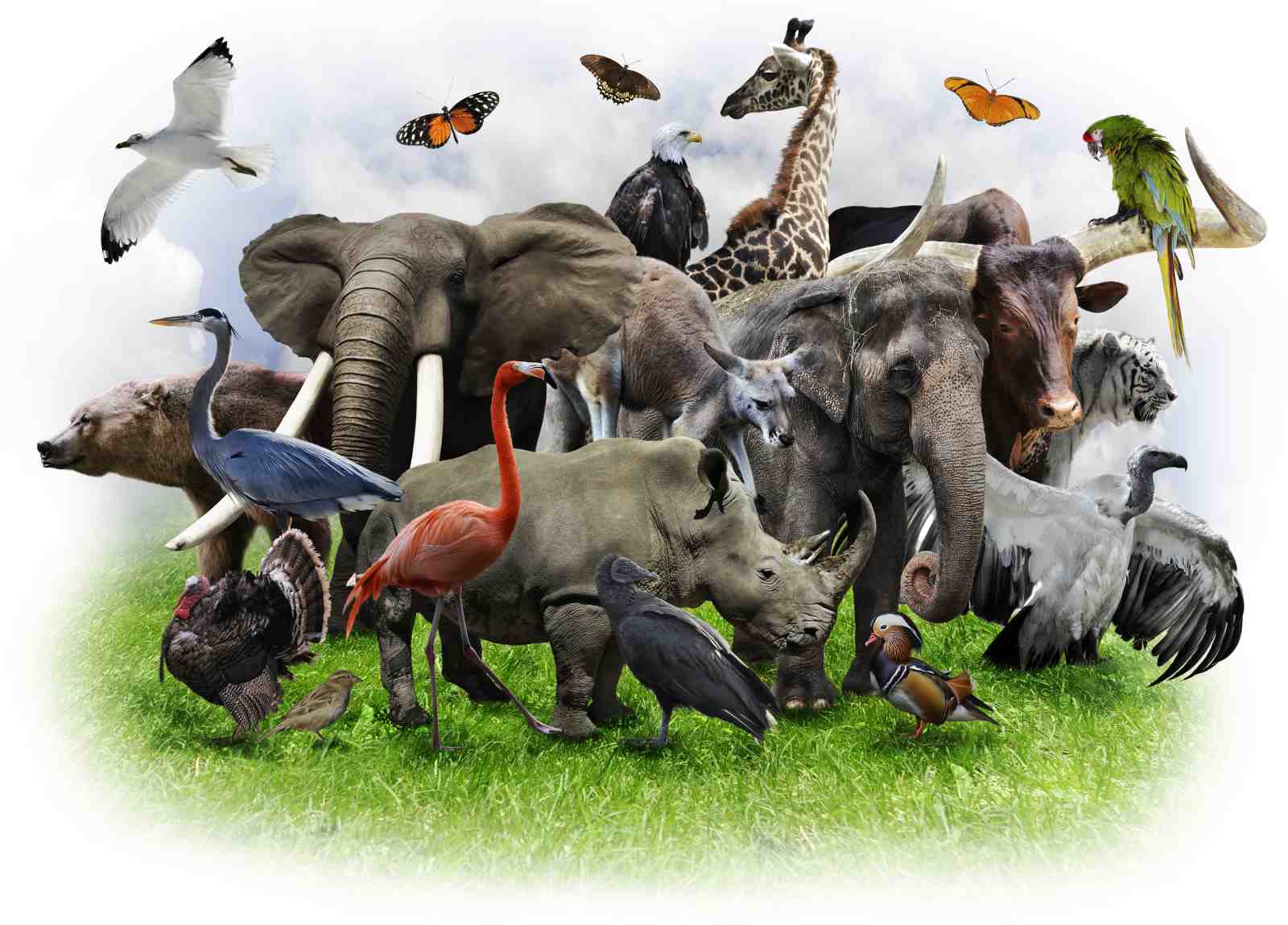 Vibrant Wildlife Assemblage Wall Art