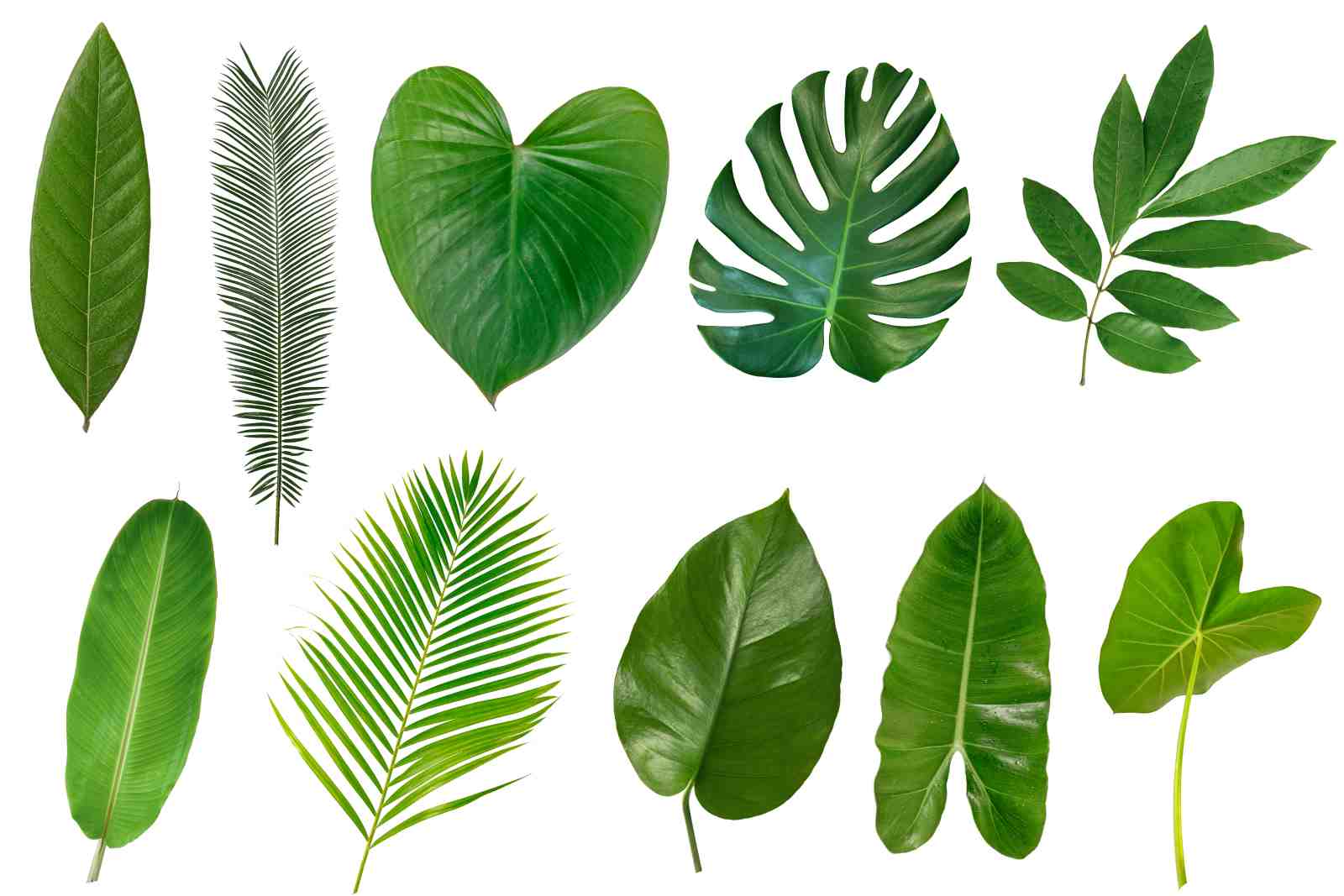 Tropical Leaf Collage Wall Art