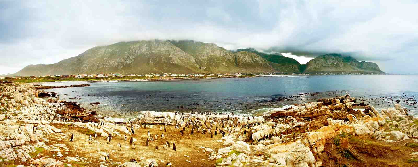 Penguin Colony Coastal Landscape Wall Art