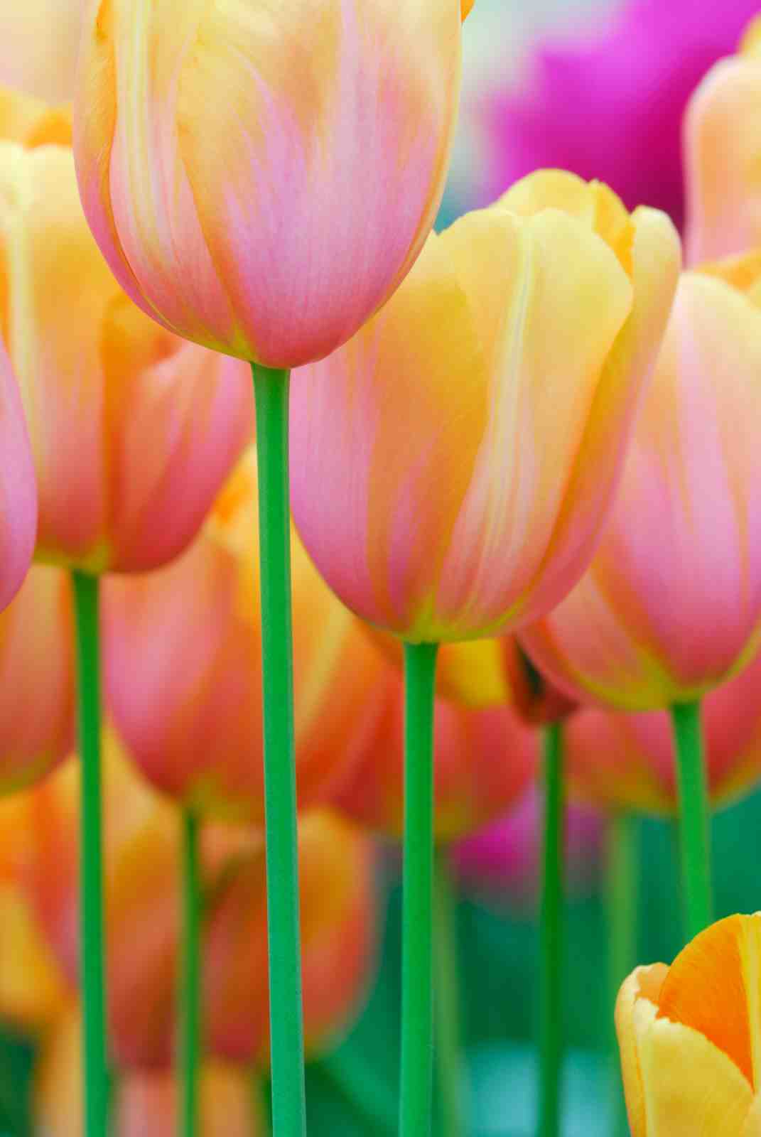 Soft Peach & Pink Tulip Garden Wall Art