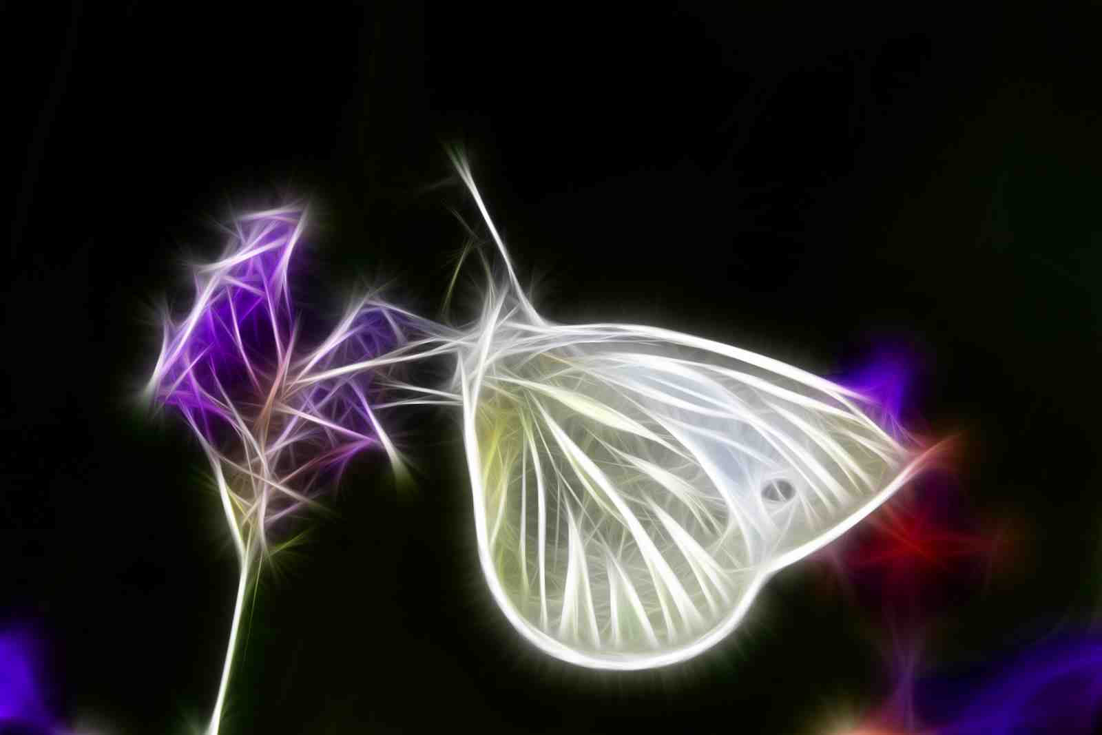 Radiant Butterfly Fractal Art Wall Art