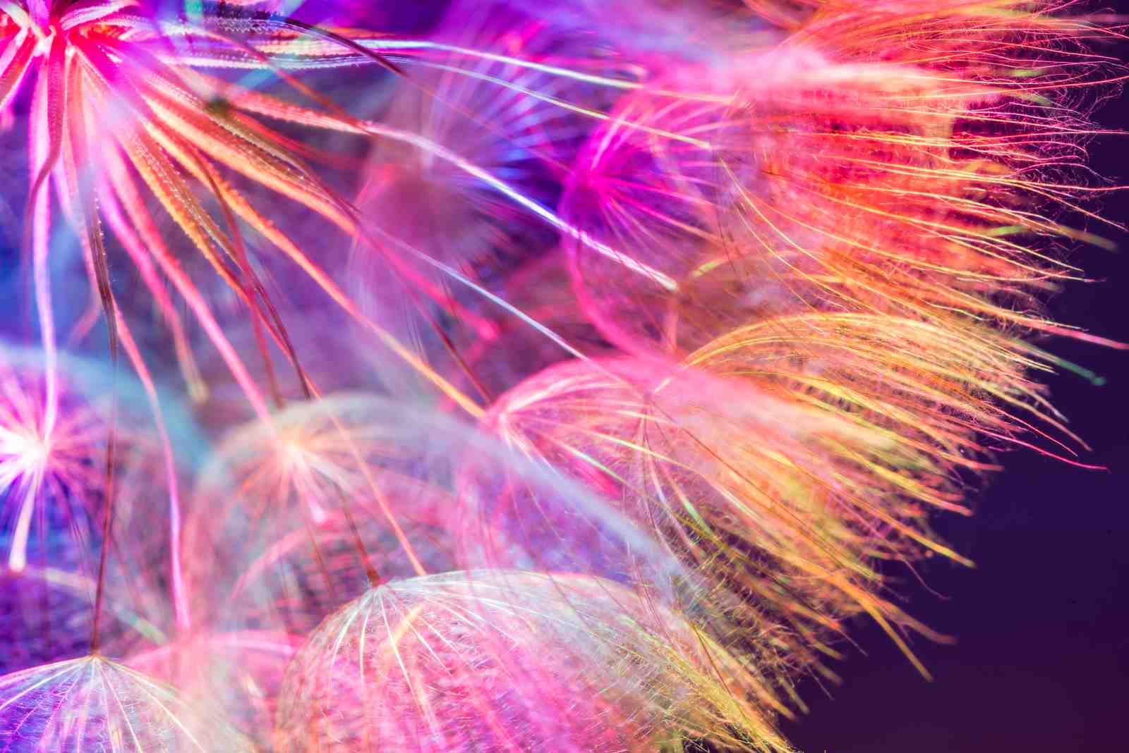 Vibrant Dandelion Wishes Wall Art