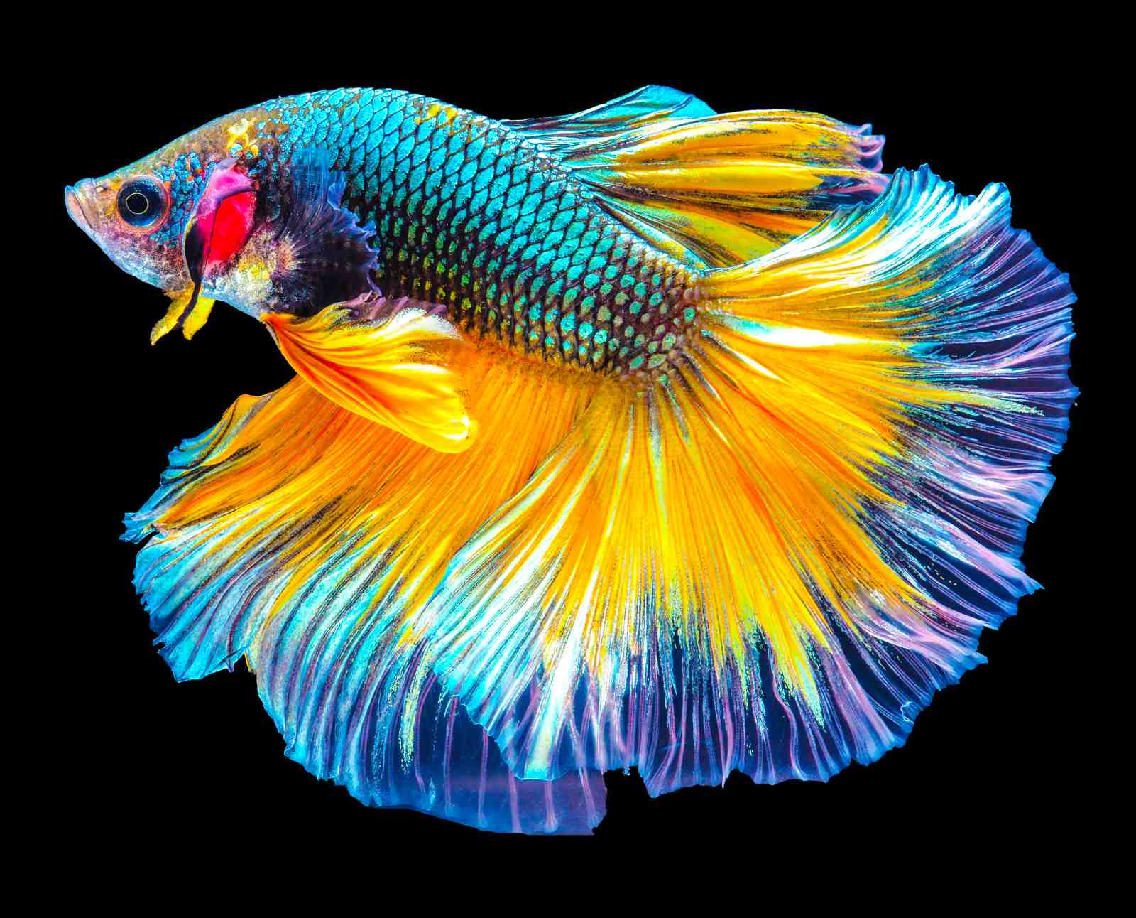 Vibrant Betta Fish Aquarium Wall Art