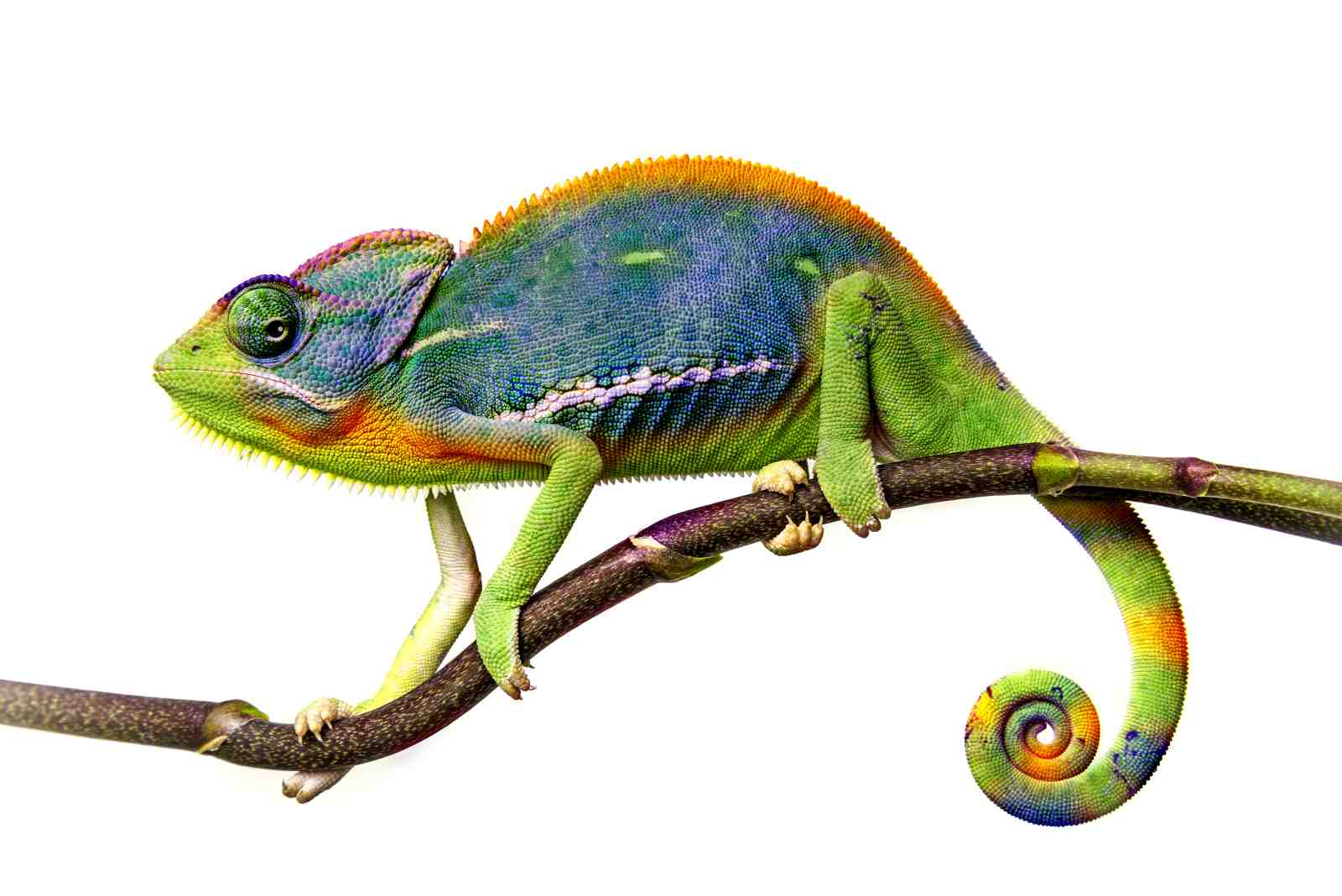 Vibrant Chameleon on Branch Wall Art