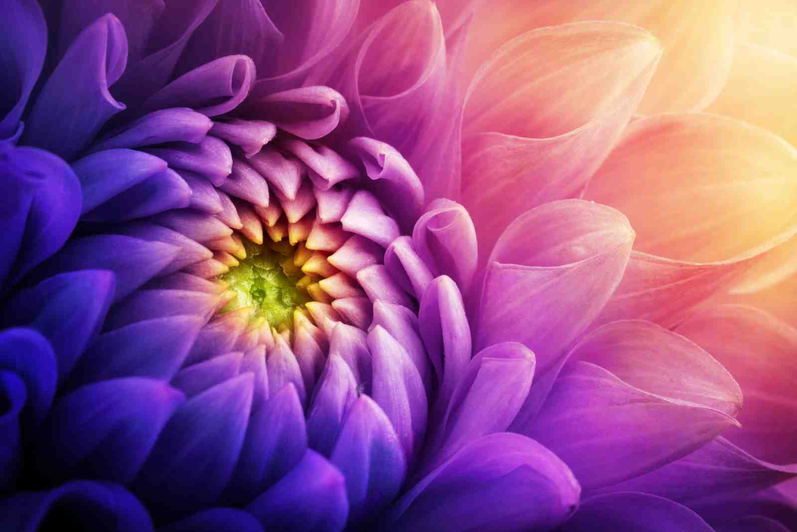 Vibrant Purple Dahlia Floral Wall Art