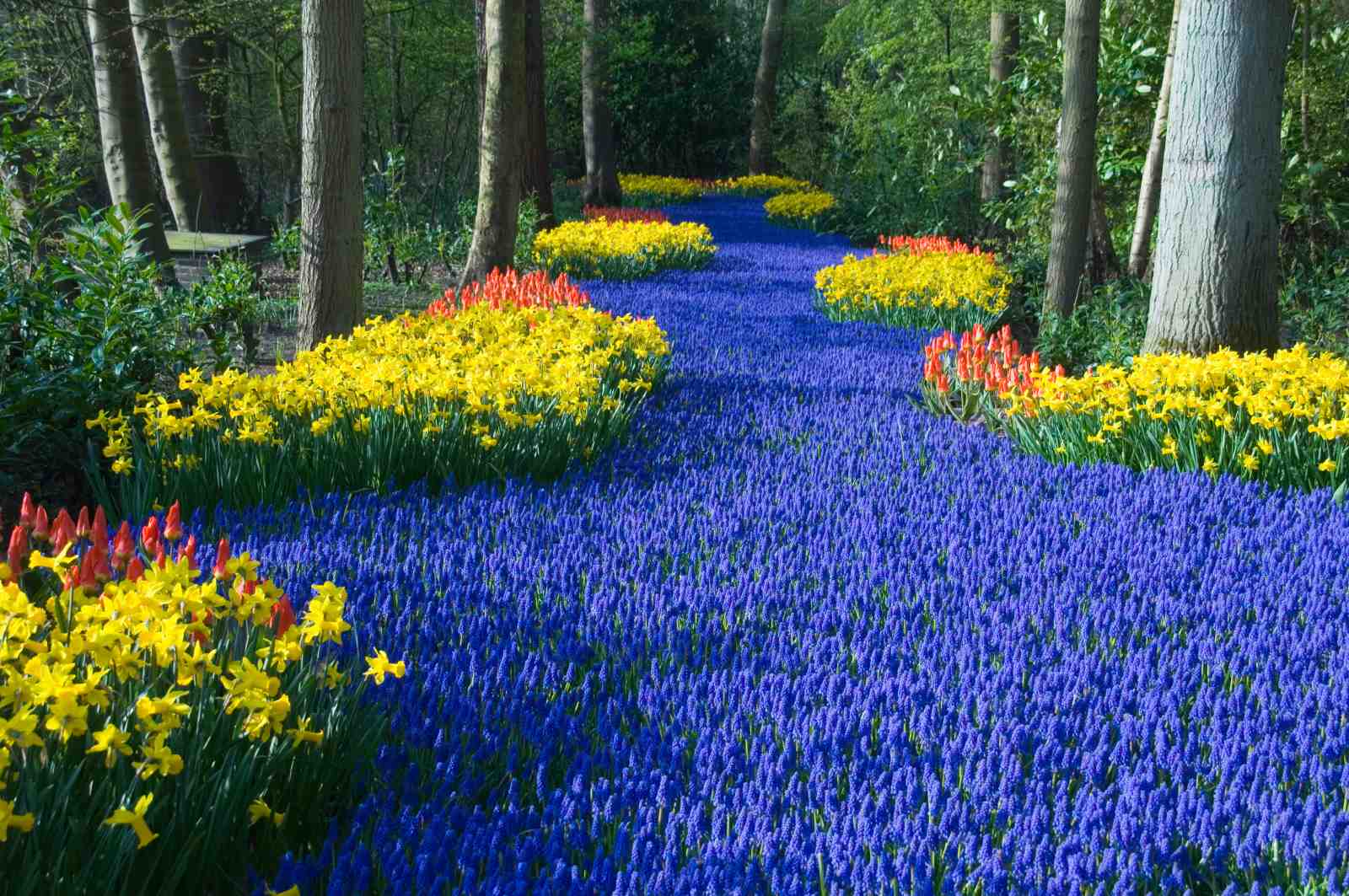Vibrant Spring Flower Path Wall Art
