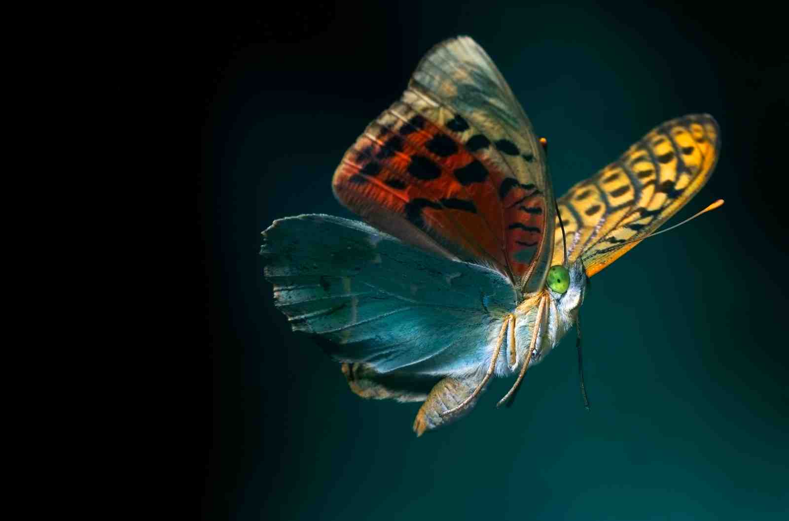 Vibrant Butterfly Flying Wall Art