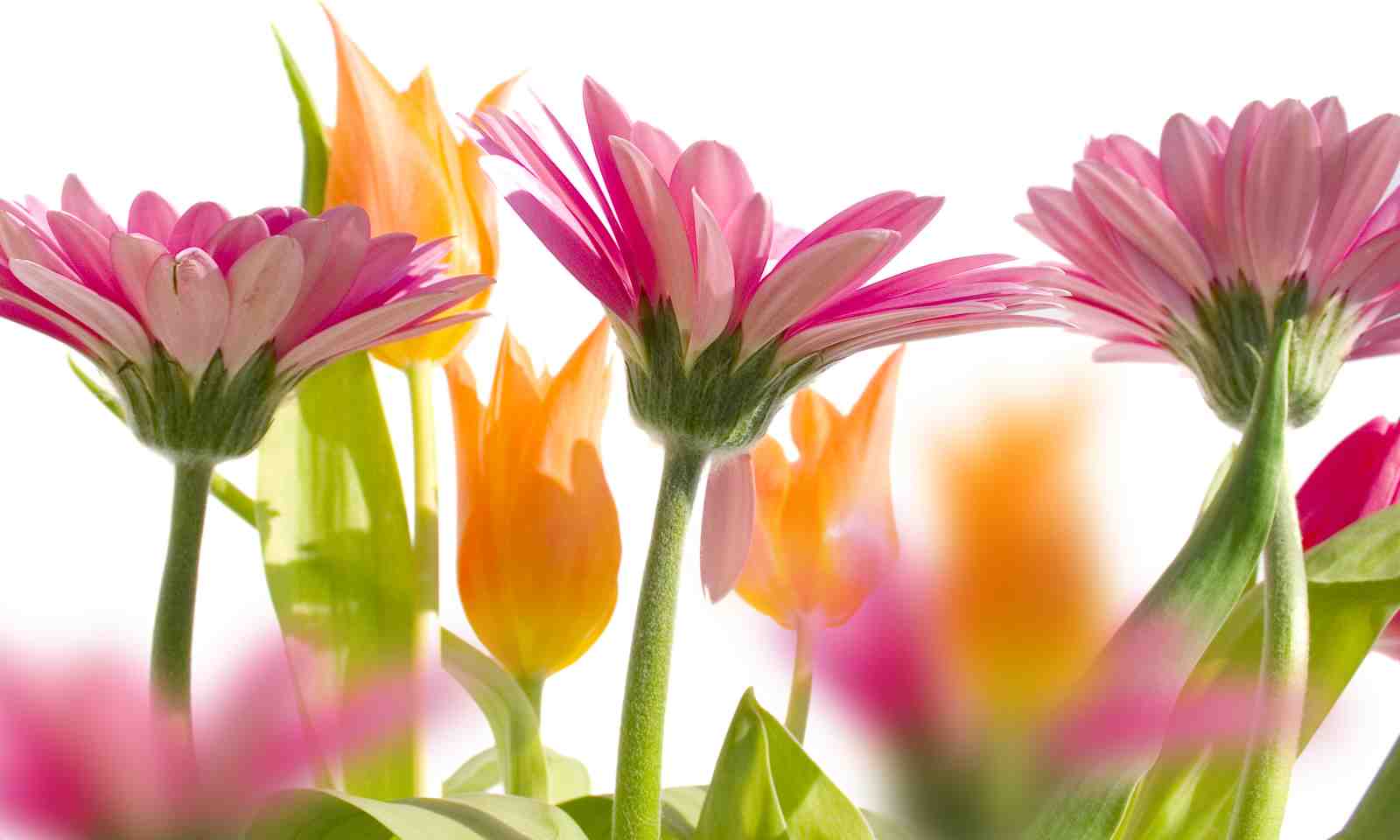 Vibrant Floral Delight Pink & Orange Gerbera Tulips Wall Art