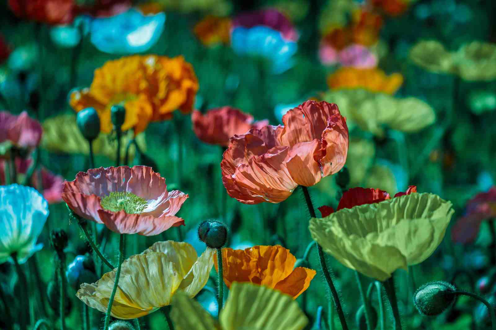 Vibrant Poppy Field Wall Art - Nature Art