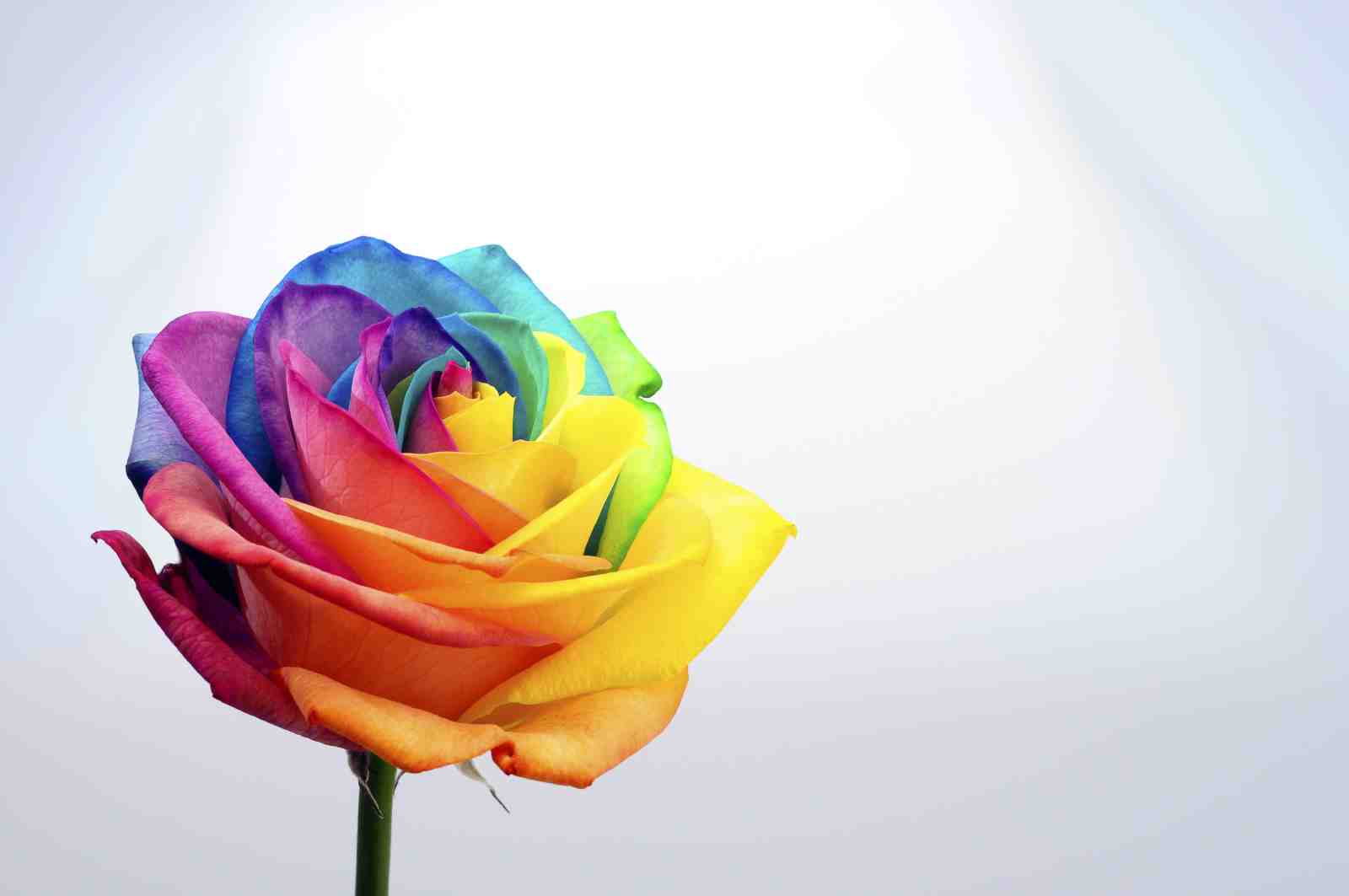 Vibrant Rainbow Rose Floral Wall Art Wall Art