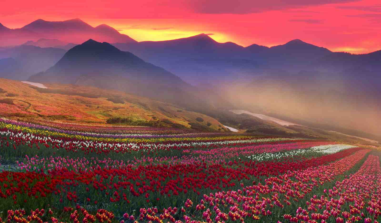 Vibrant Tulip Field Sunset Wall Art