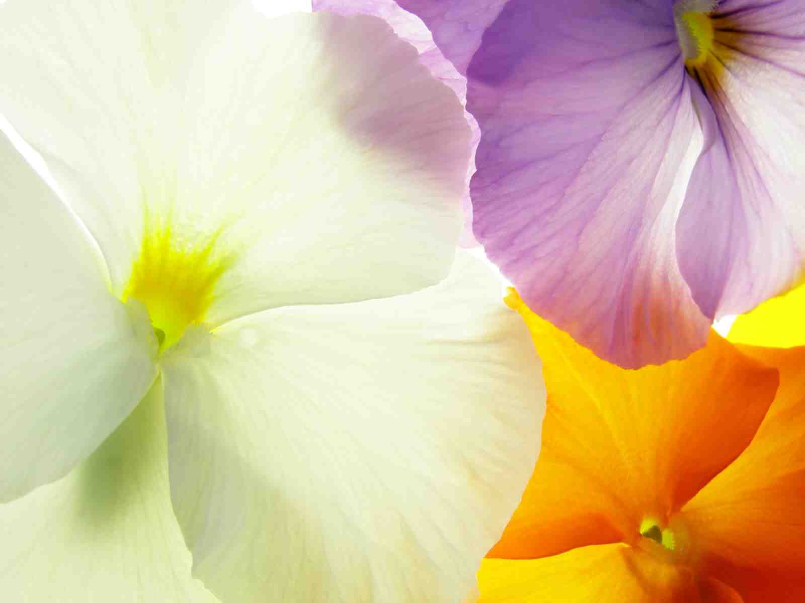 Vibrant Pansy Close-Up Floral Wall Art