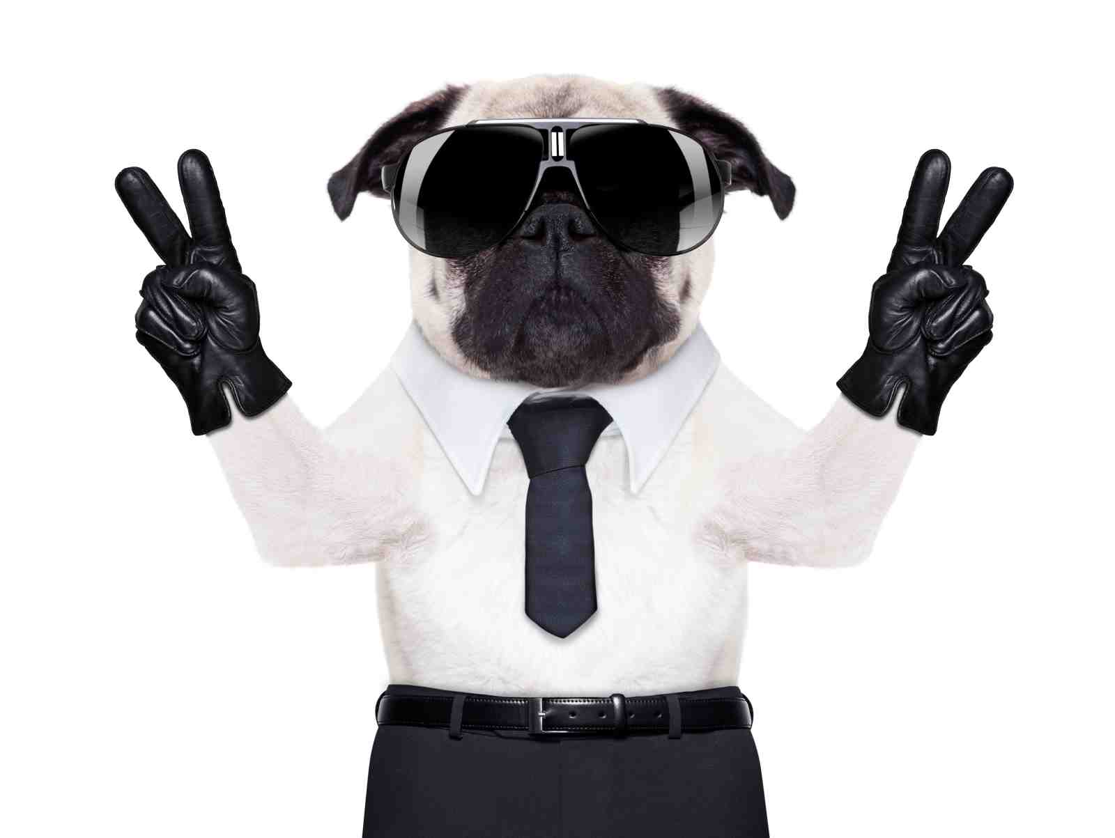 Cool Pug in Shades & Tie Wall Art