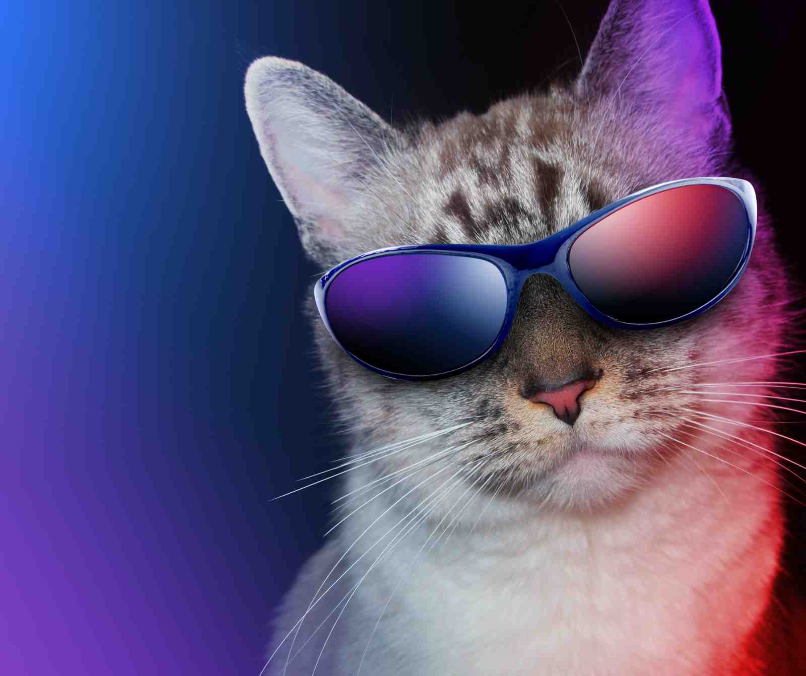 Cool Cat with Sunglasses Wall Art - Pet Art