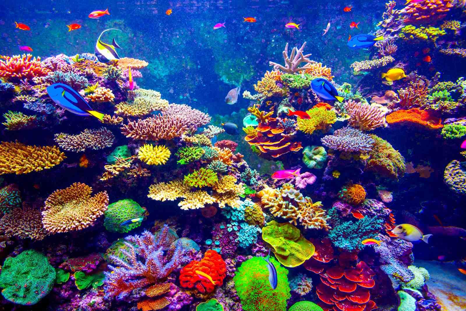 Vibrant Coral Reef Fish Wall Art