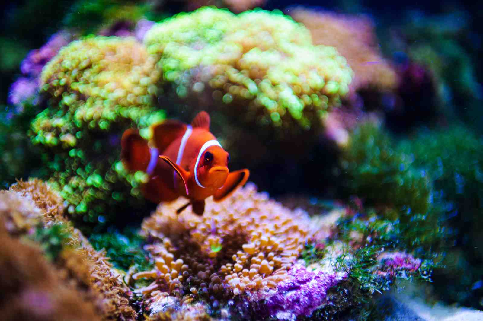 Vibrant Clownfish Underwater Scene Wall Art