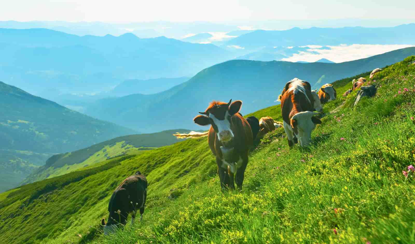 Serene Mountain Cows Alpine Meadow Wall Art