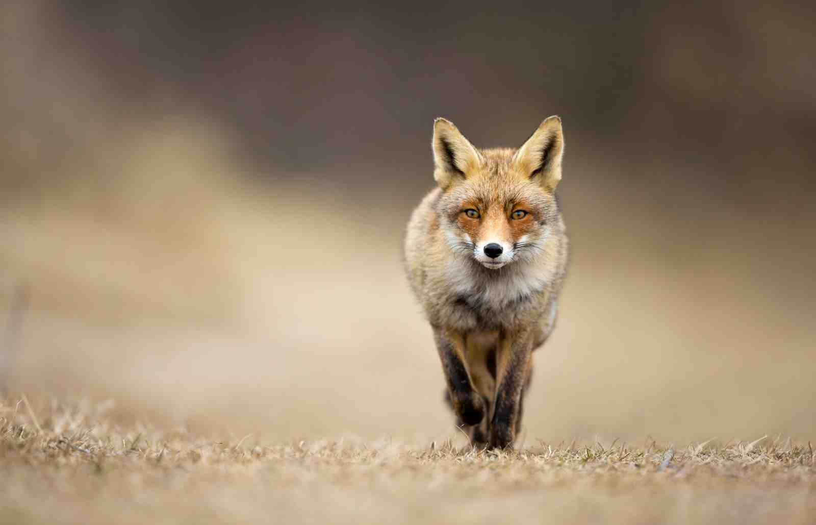 Red Fox Wildlife Portrait Wall Art