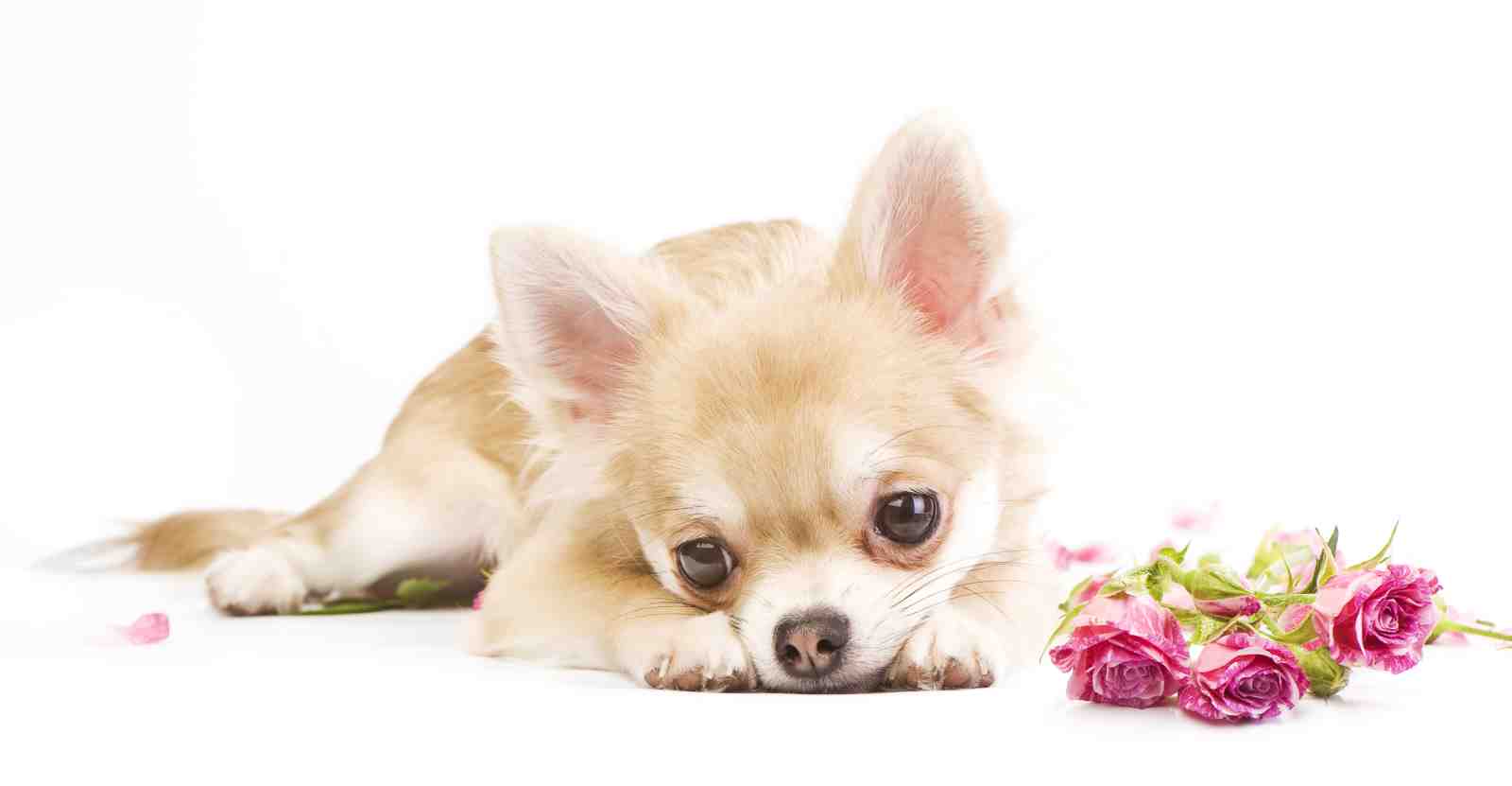Cute Chihuahua with Roses Wall Art