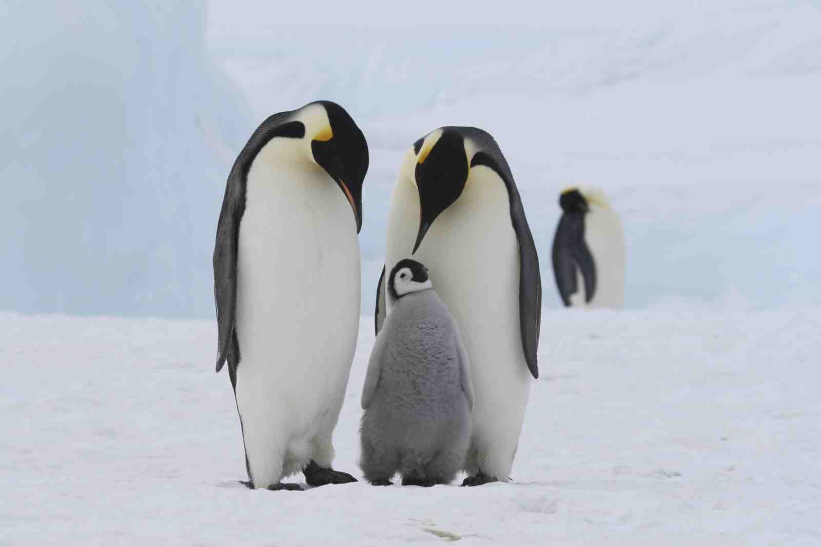 Emperor Penguin Family Arctic Wall Art