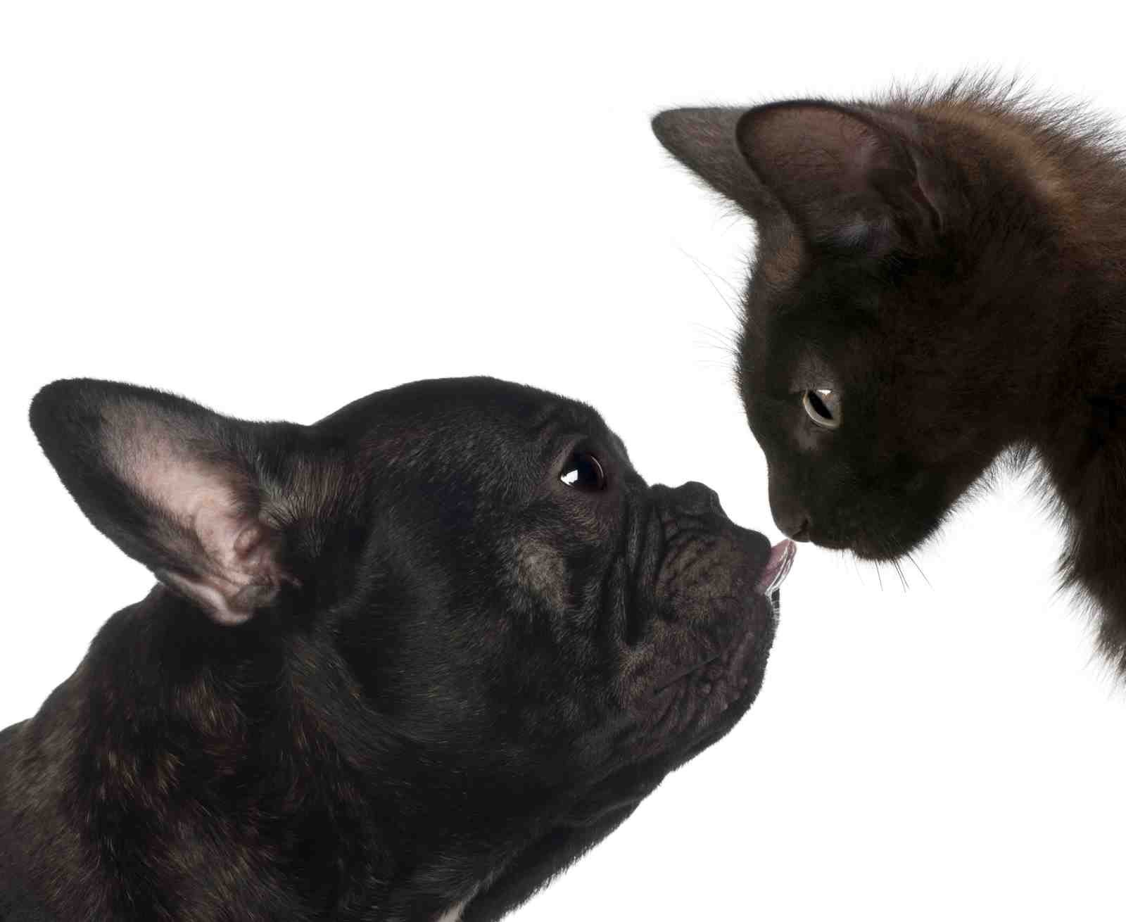 Adorable Dog & Cat Kiss Wall Art