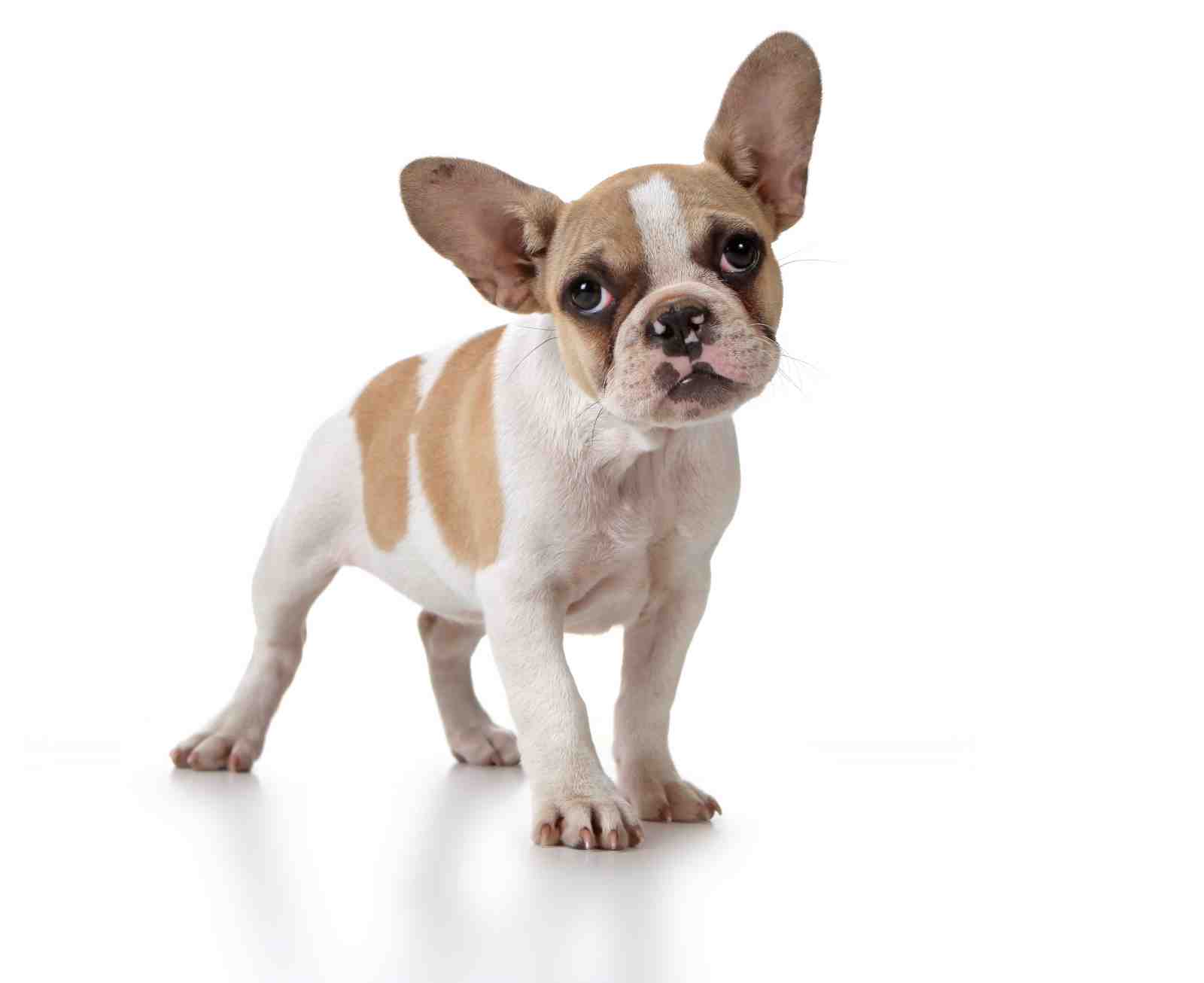 Adorable French Bulldog Puppy Wall Art