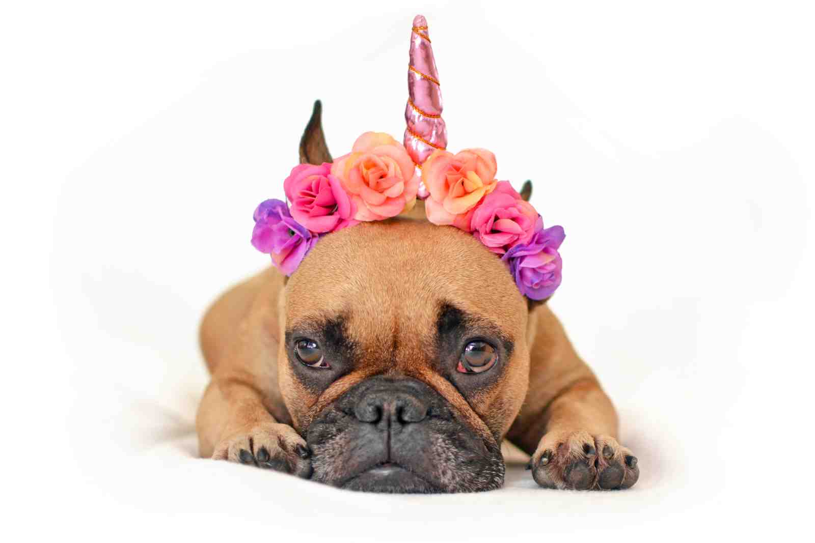 Whimsical French Bulldog Unicorn Wall Art
