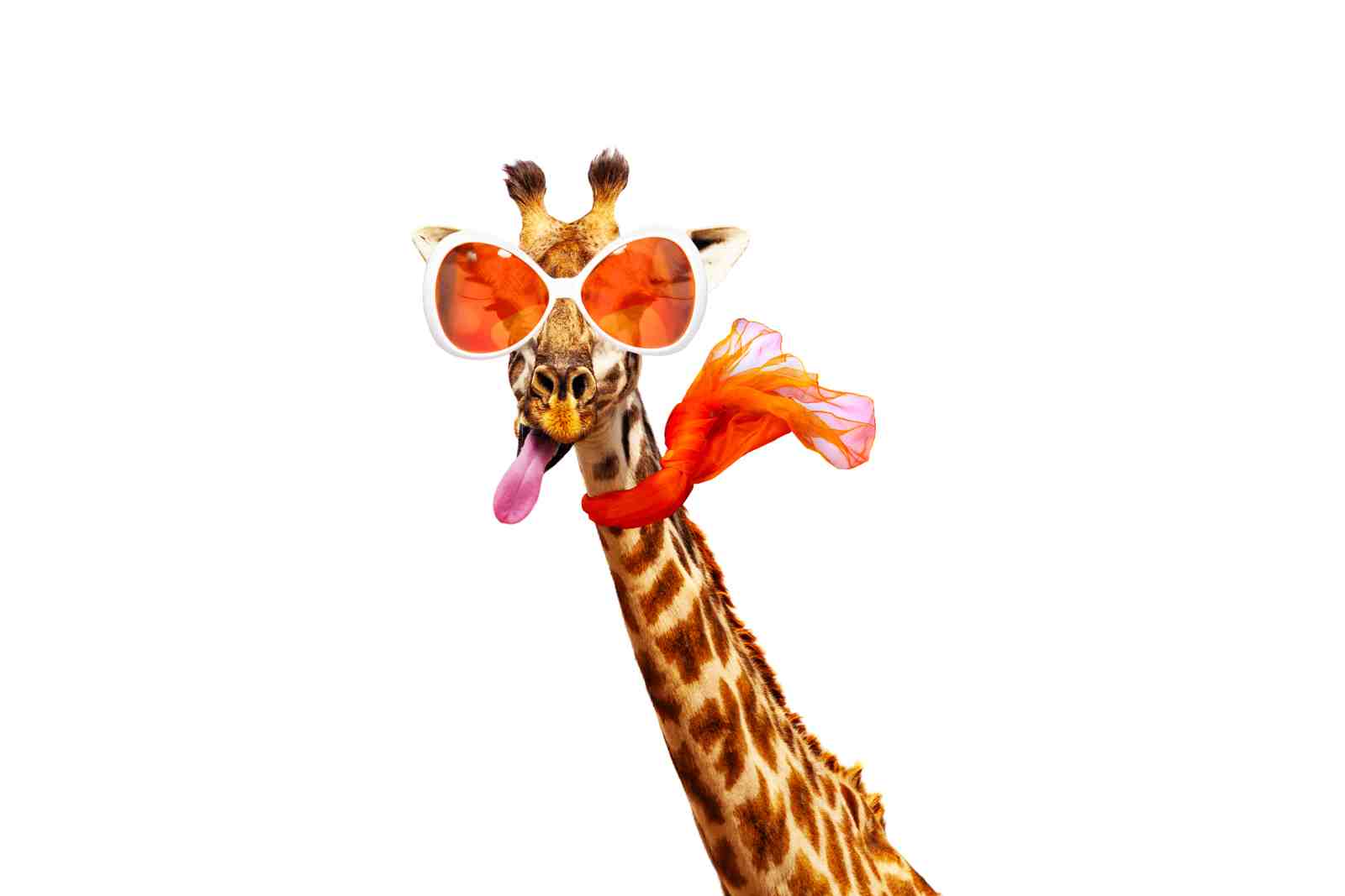 Funky Giraffe with Sunglasses Wall Art